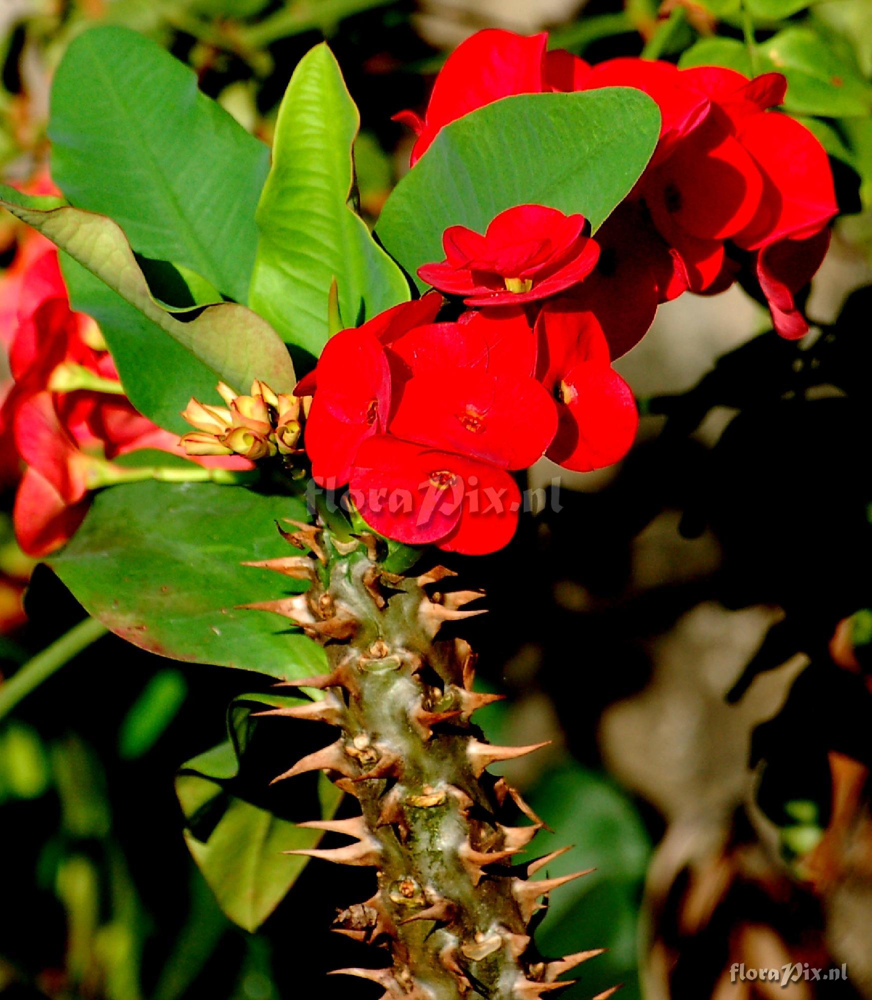 Euphorbia sp. Crown of Thorns NV