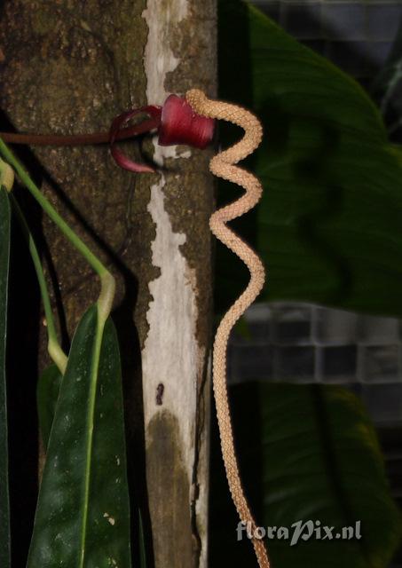 Anthurium wendlingeri