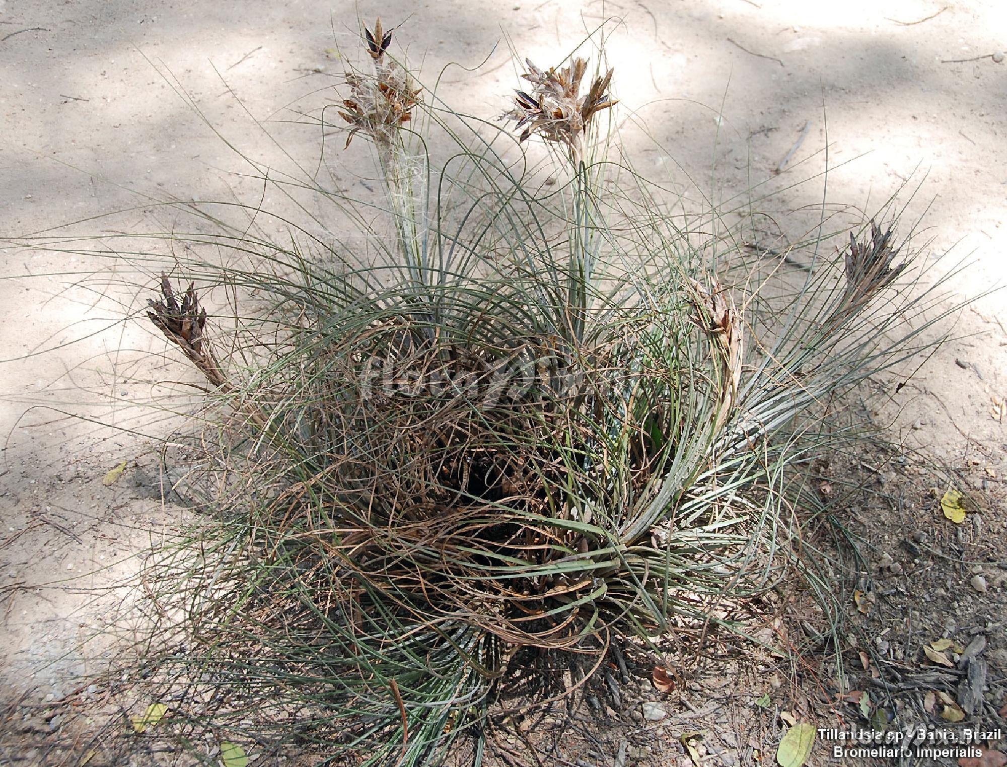 Tillandsia juncea s. l.