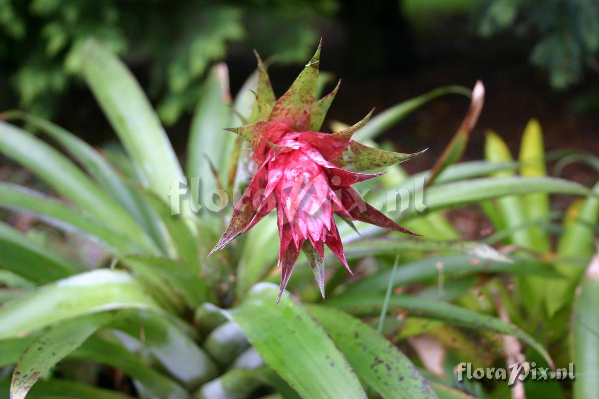 Tillandsia violascens