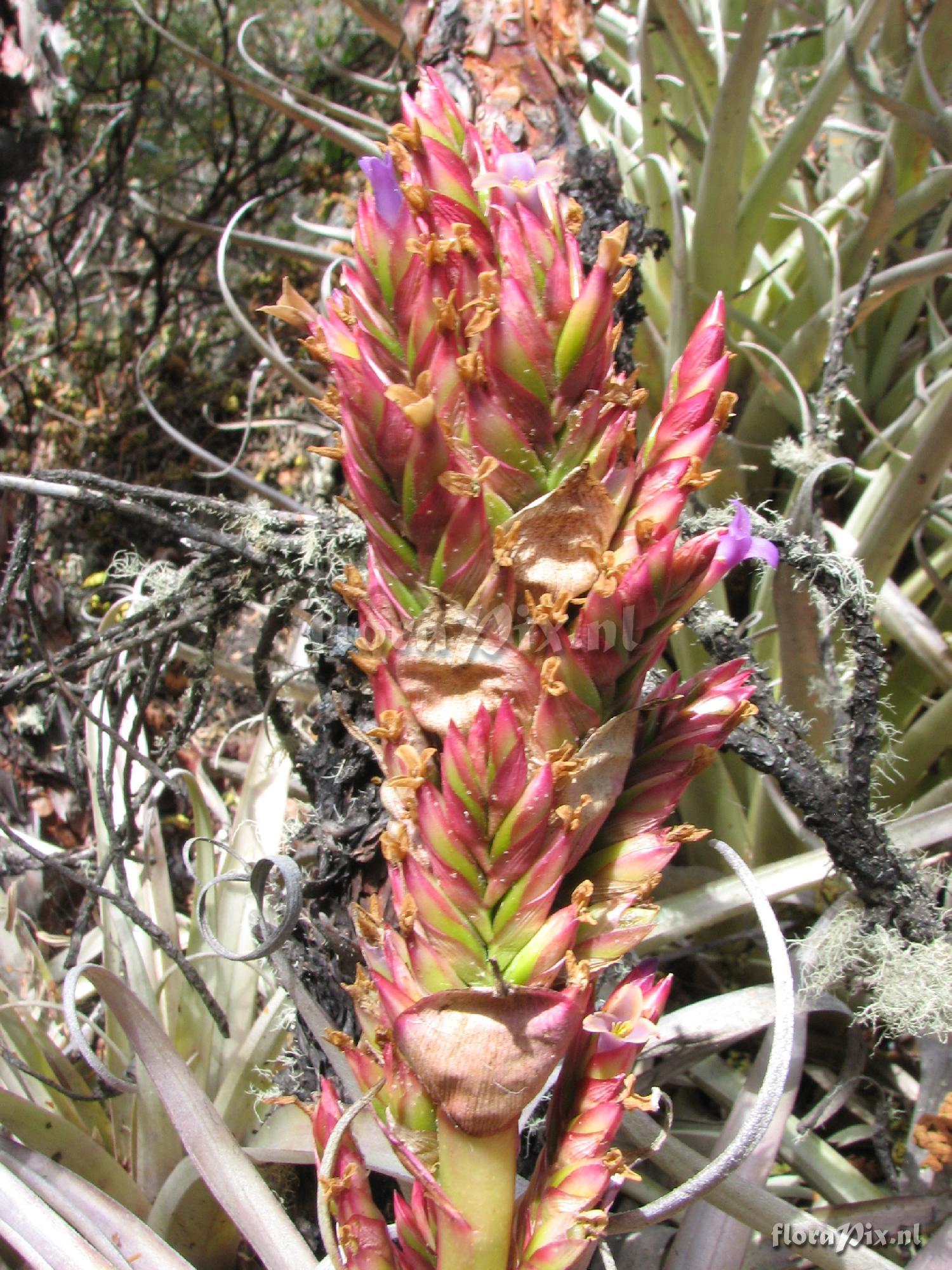 Tillandsia oroyensis