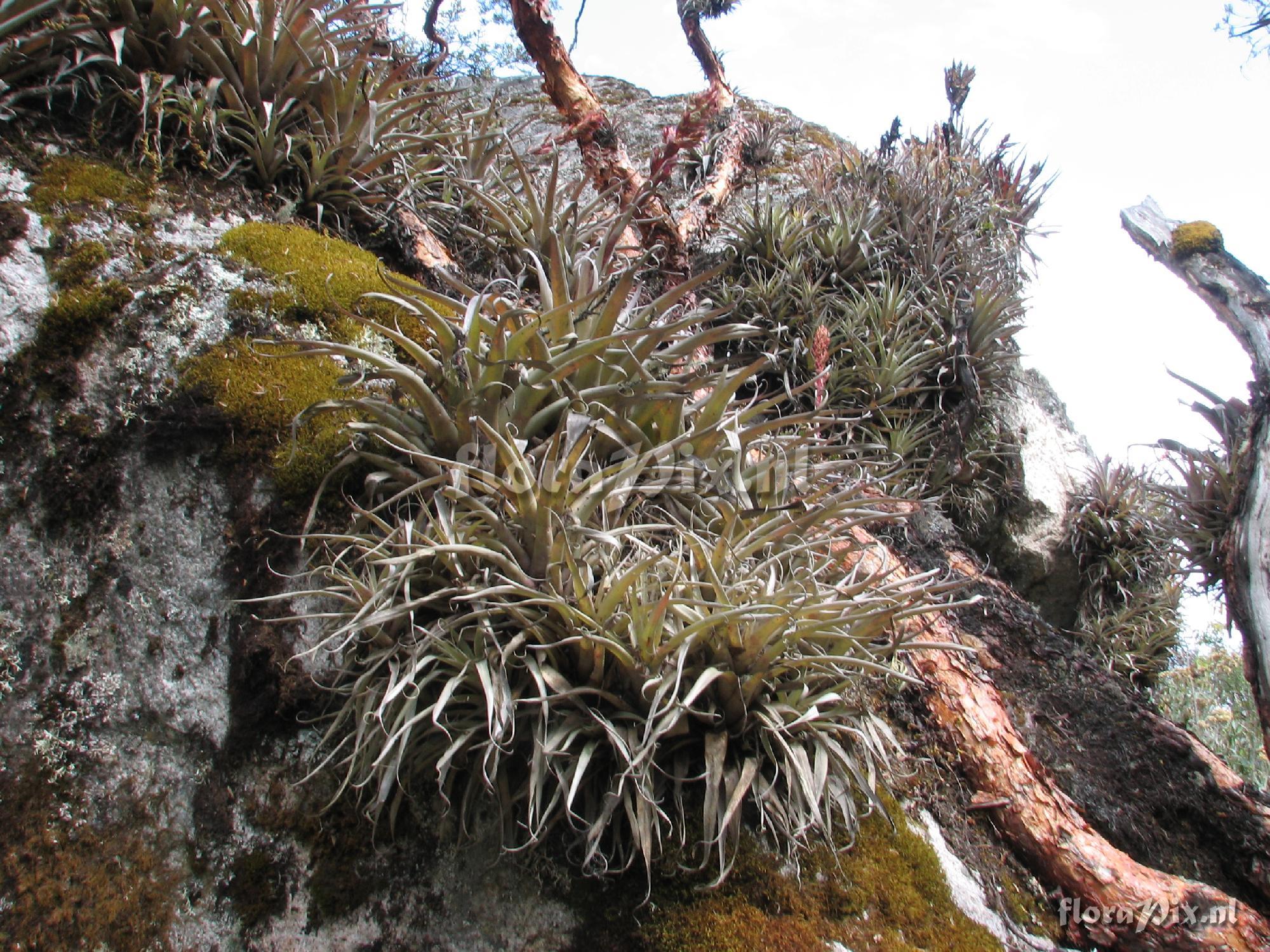 Tillandsia oroyensis