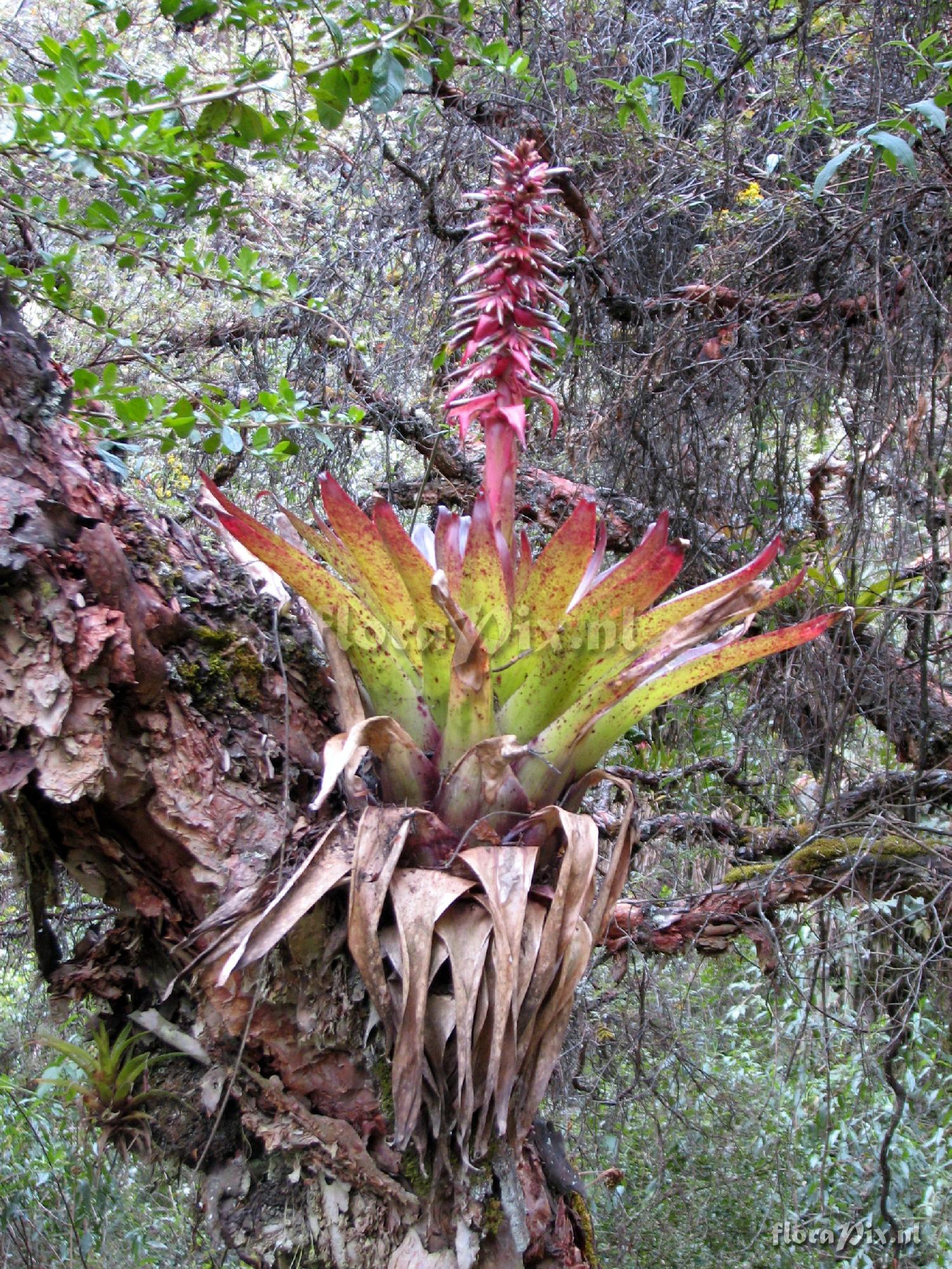 Bromeliaceae ?