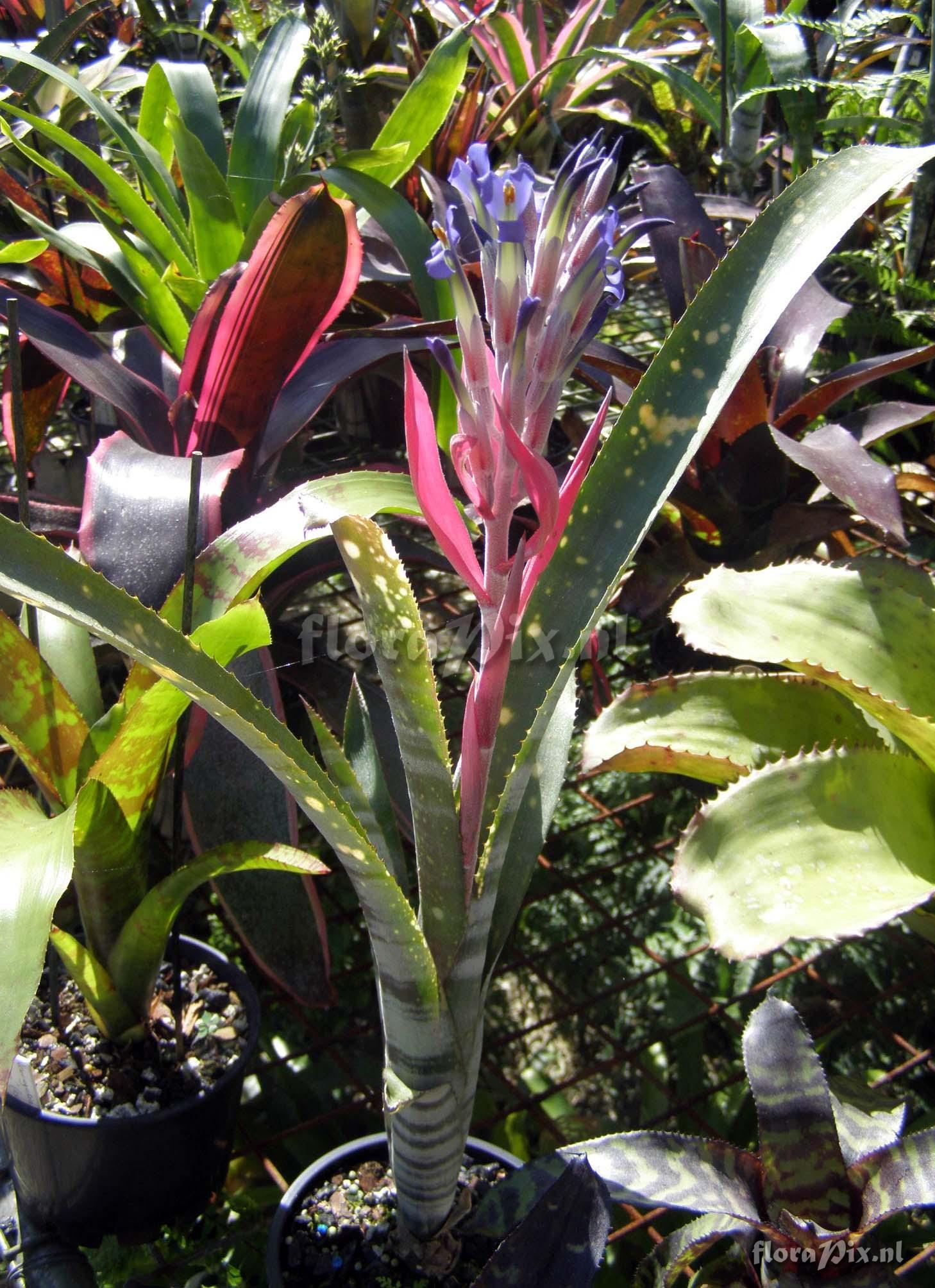 Billbergia 