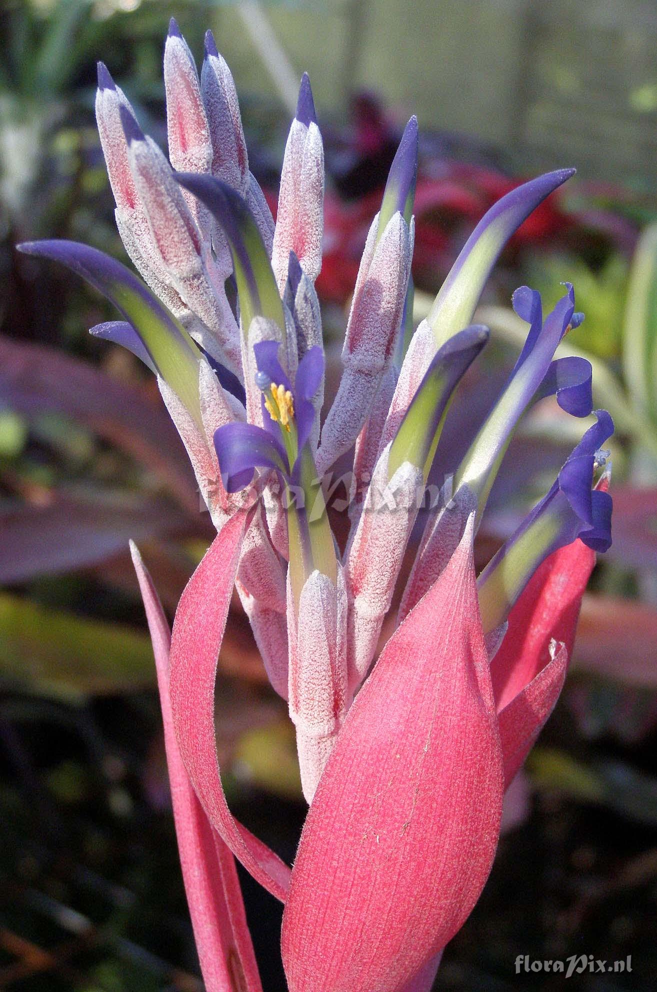 Billbergia 