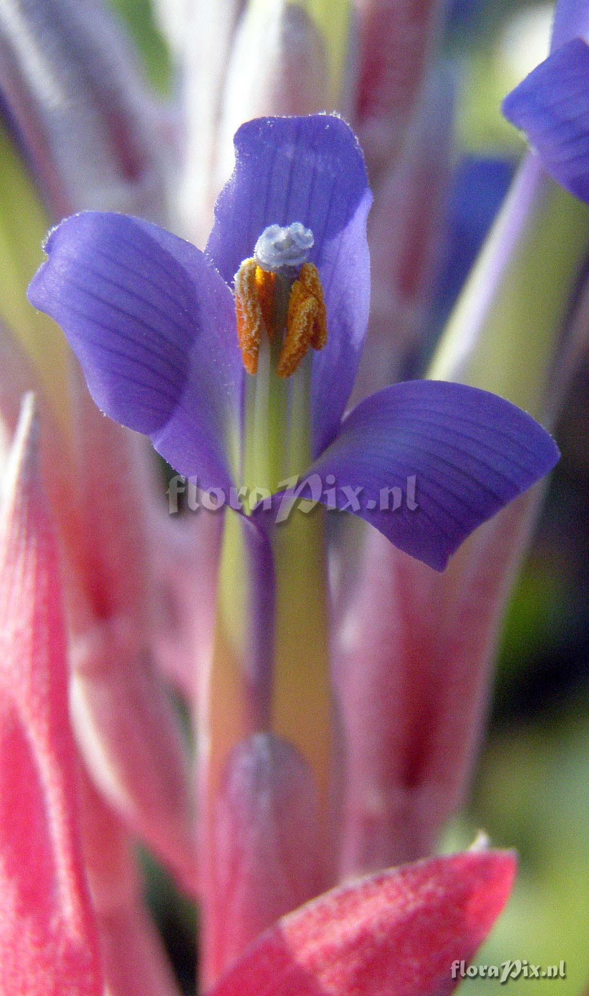 Billbergia 