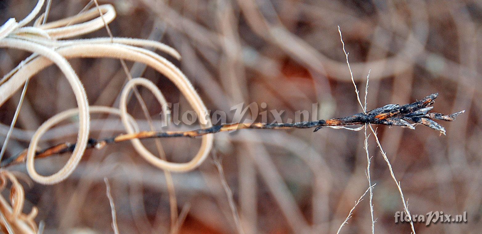 Tillandsia streptocarpa