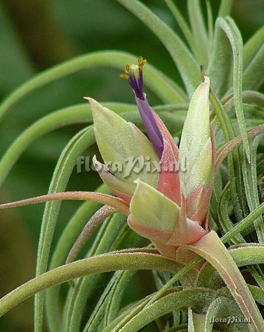 Tillandsia ehlersiana