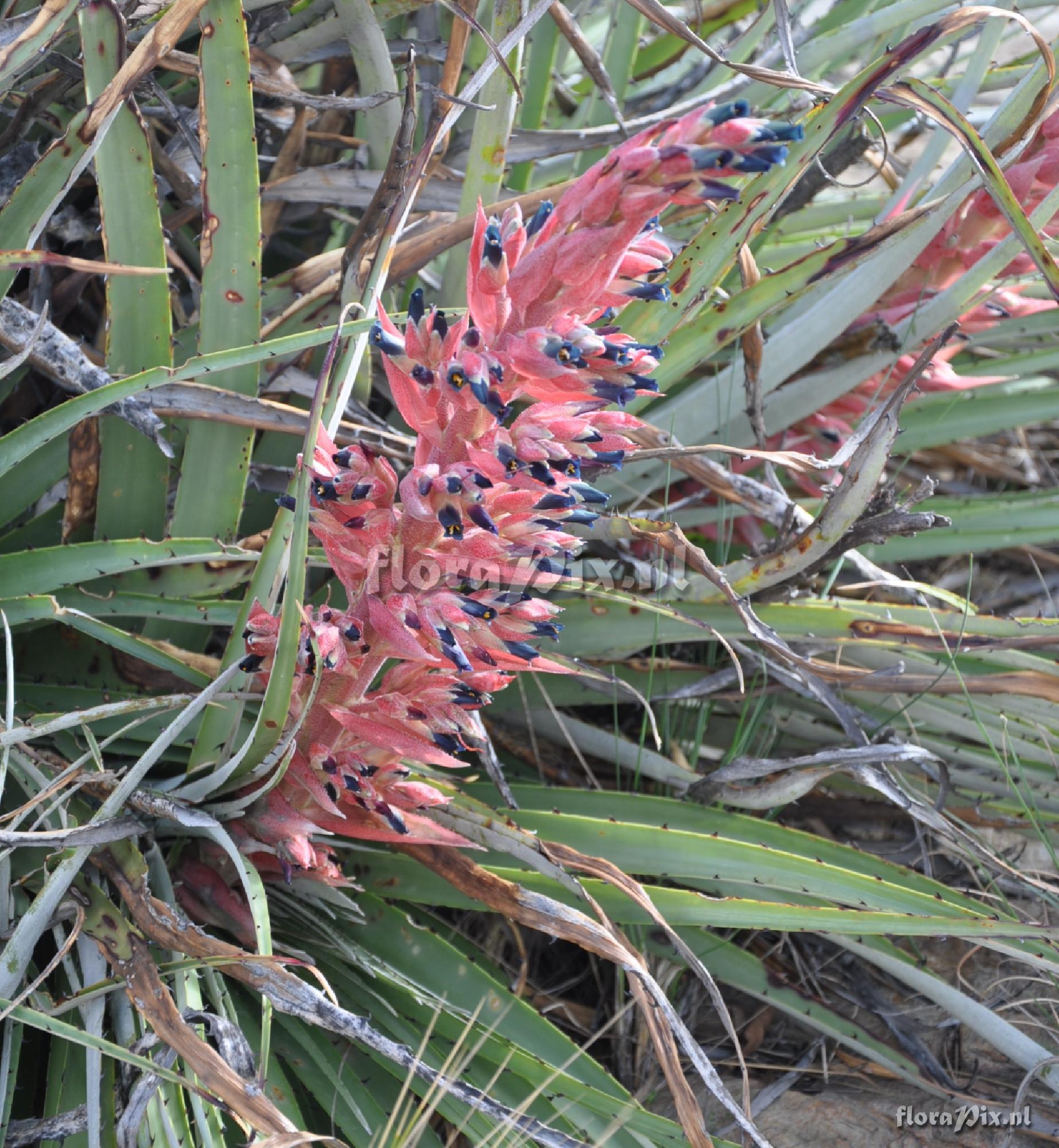 Puya spec.