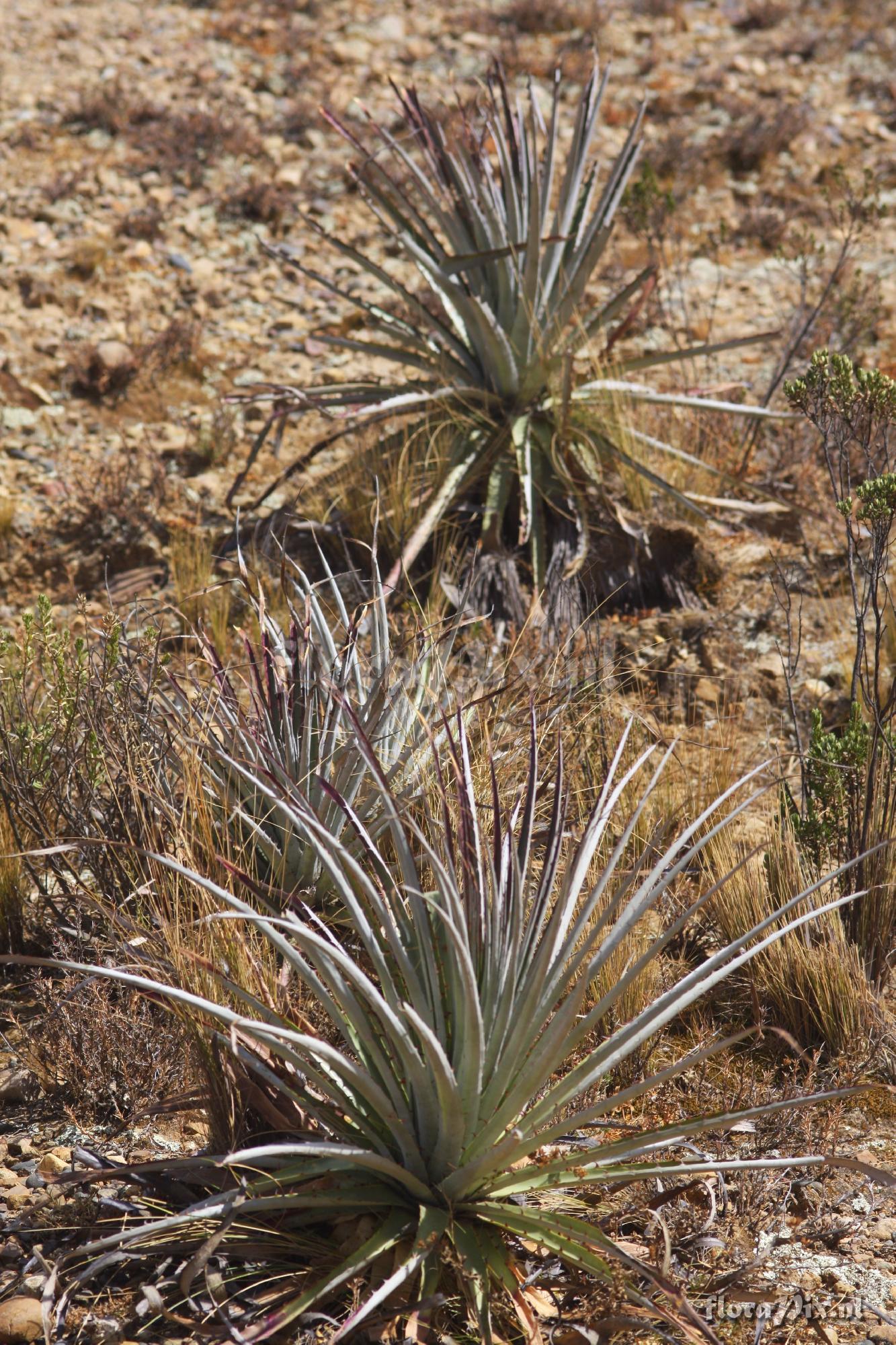 Puya spec.