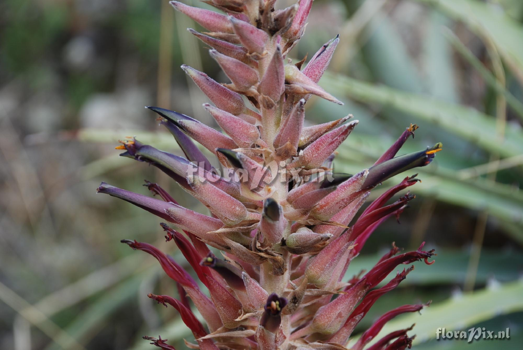 Puya cf. meziana