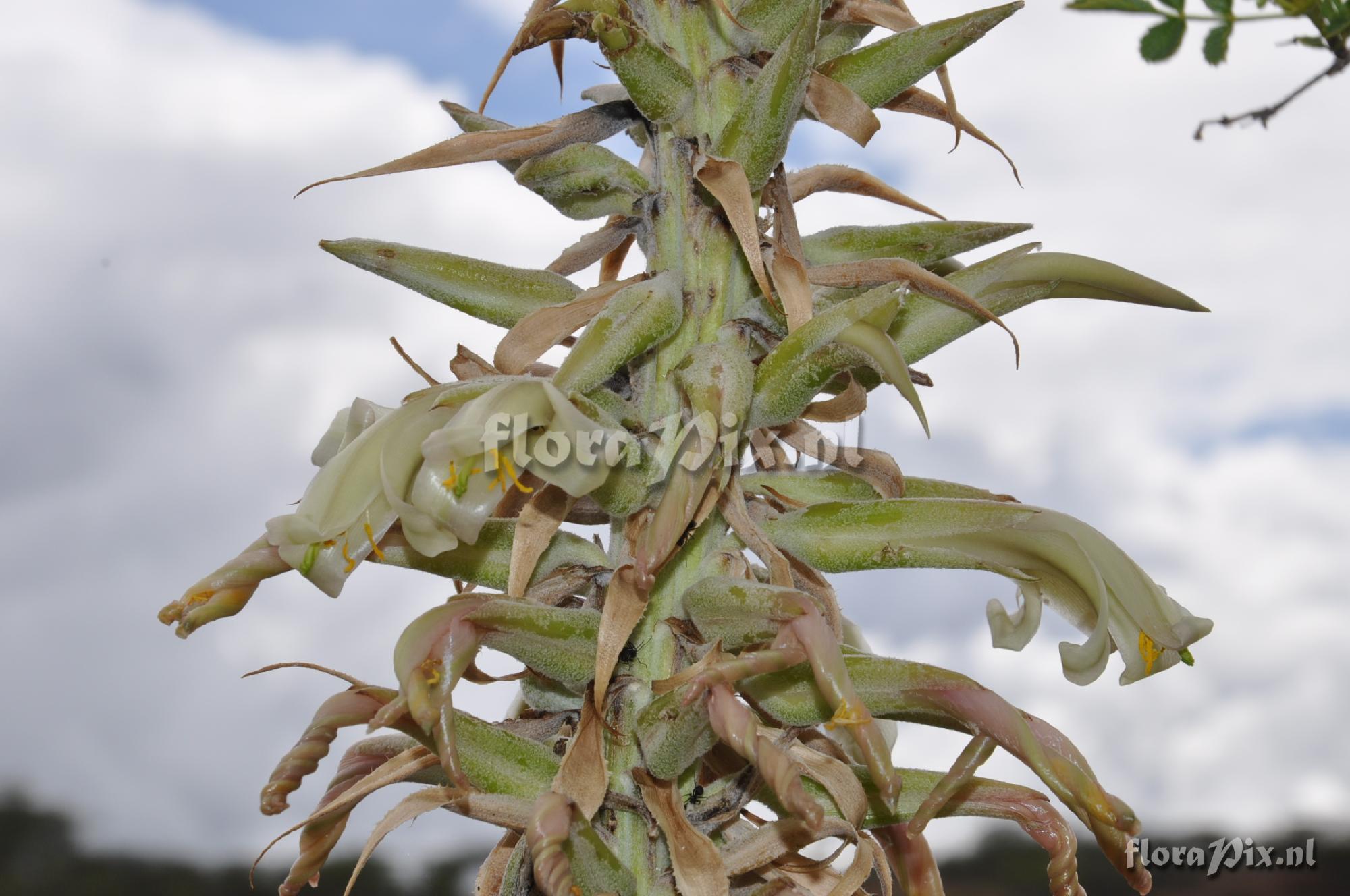 Puya spec.