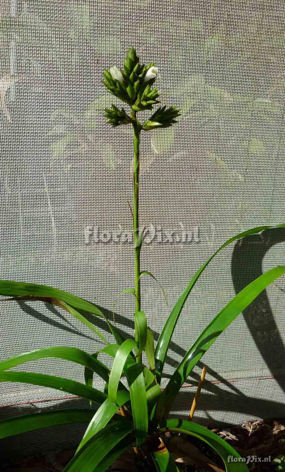 Guzmania sp?