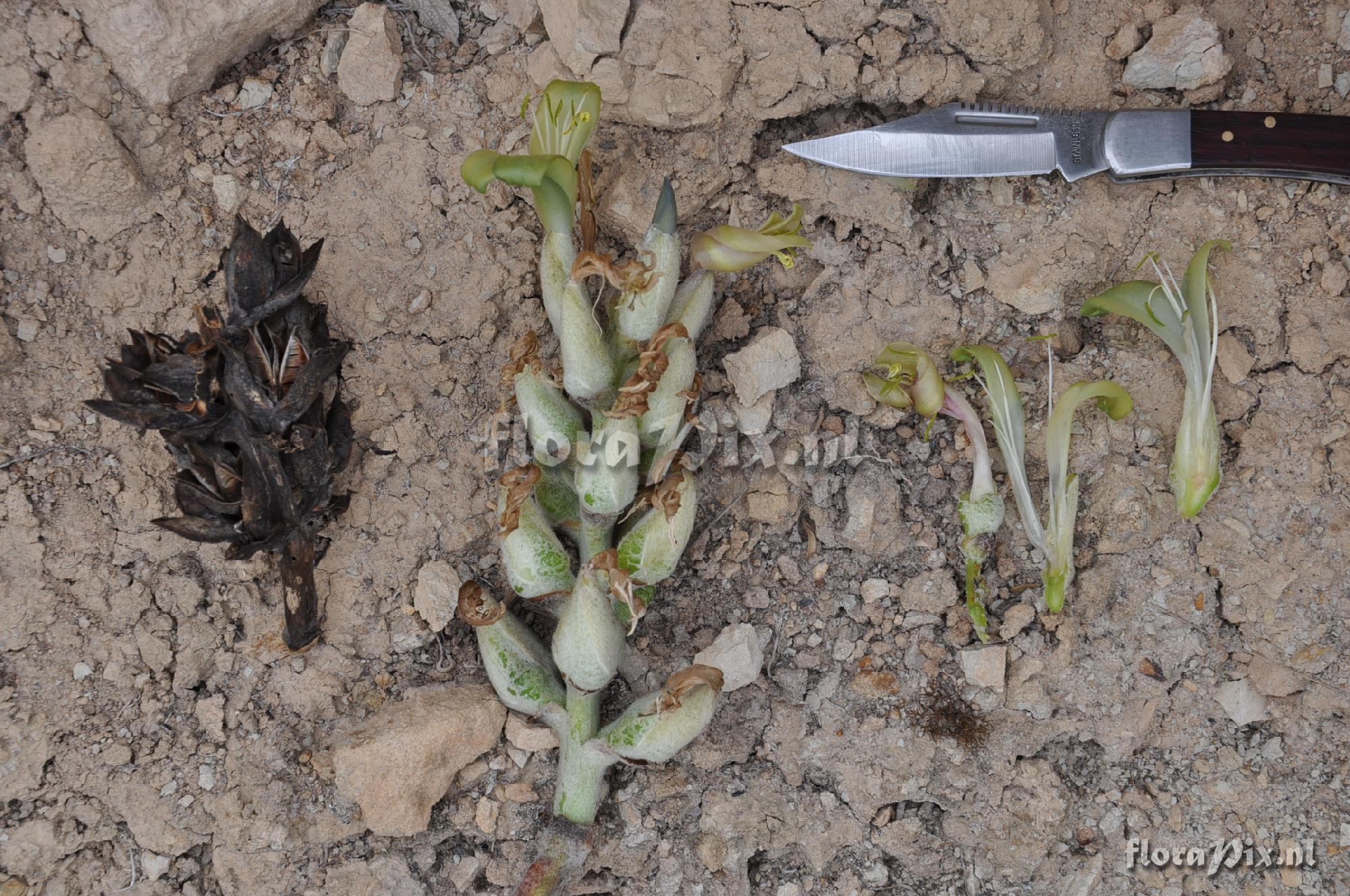 Puya cf. thomasiana