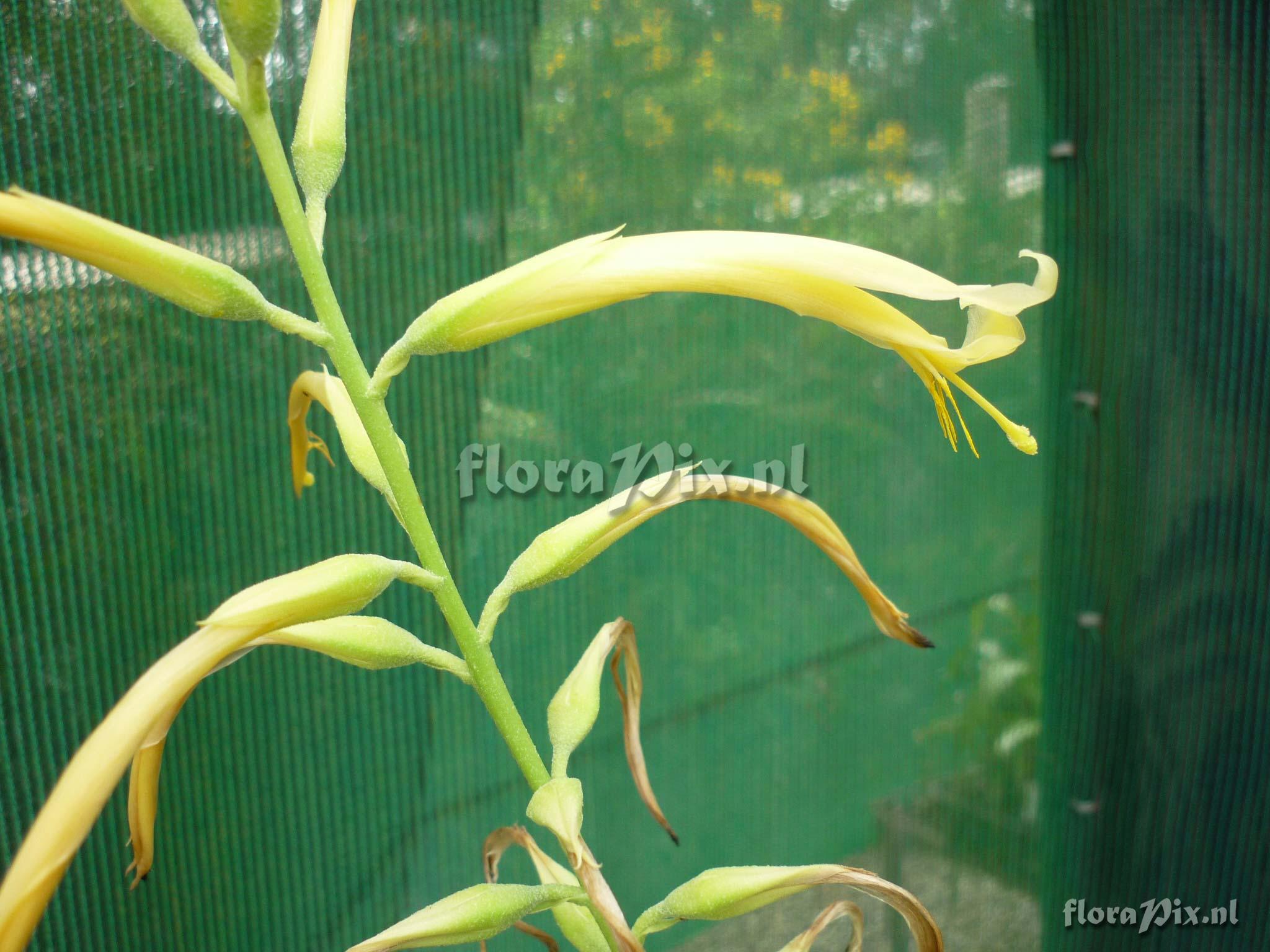 Pitcairnia cf. xanthocalyx