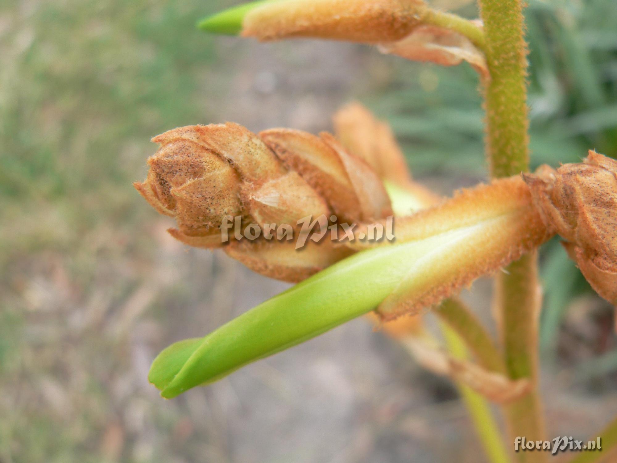 Pitcairnia herrerae