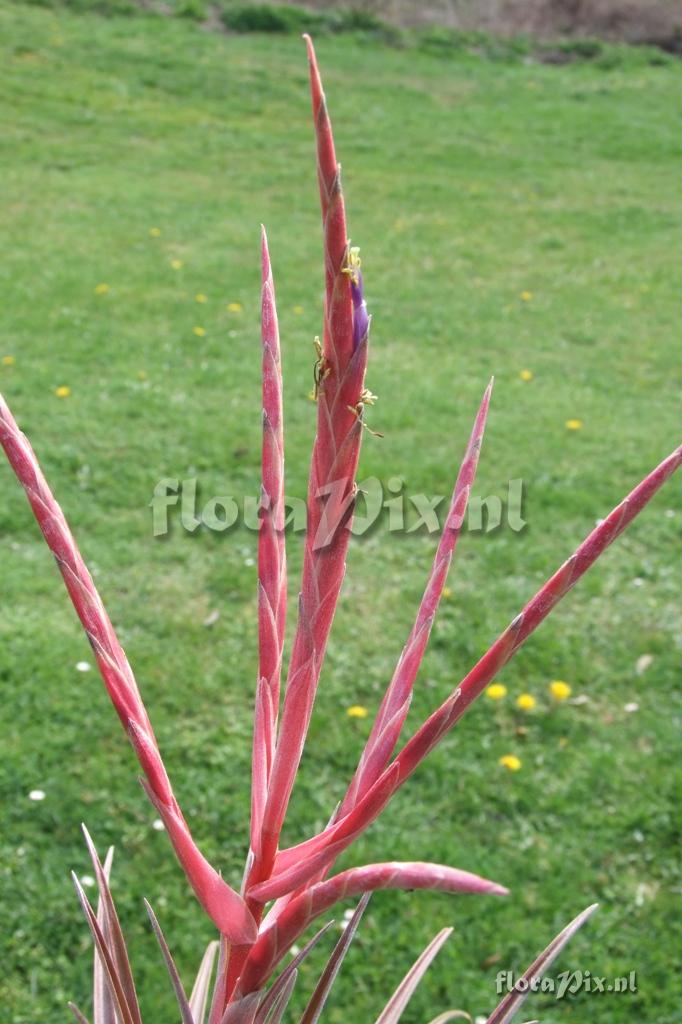 Tillandsia subteres