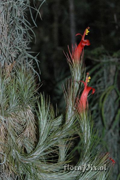 Tillandsia funciana