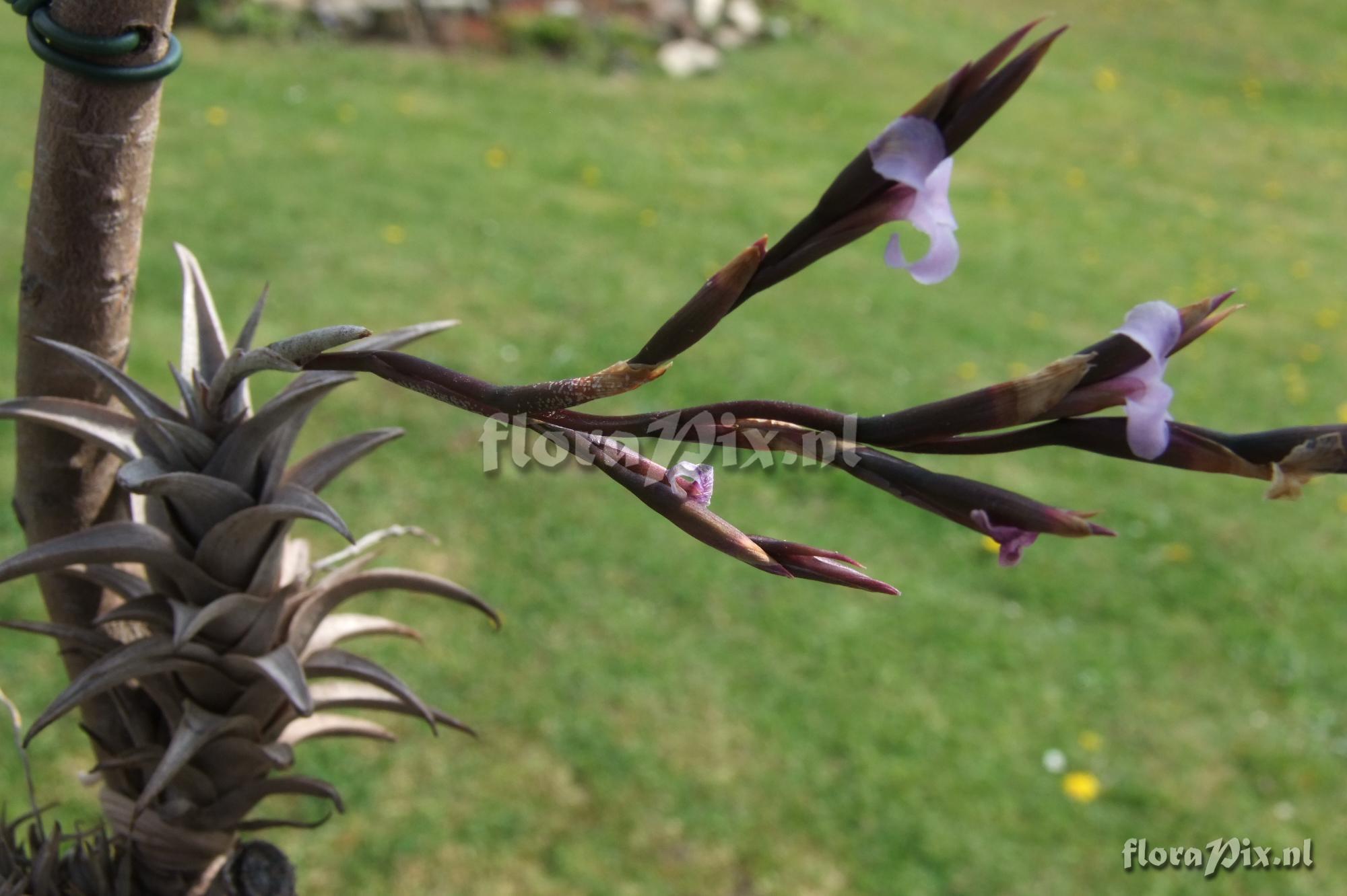 Tillandsia peiranoi (BOE00280)