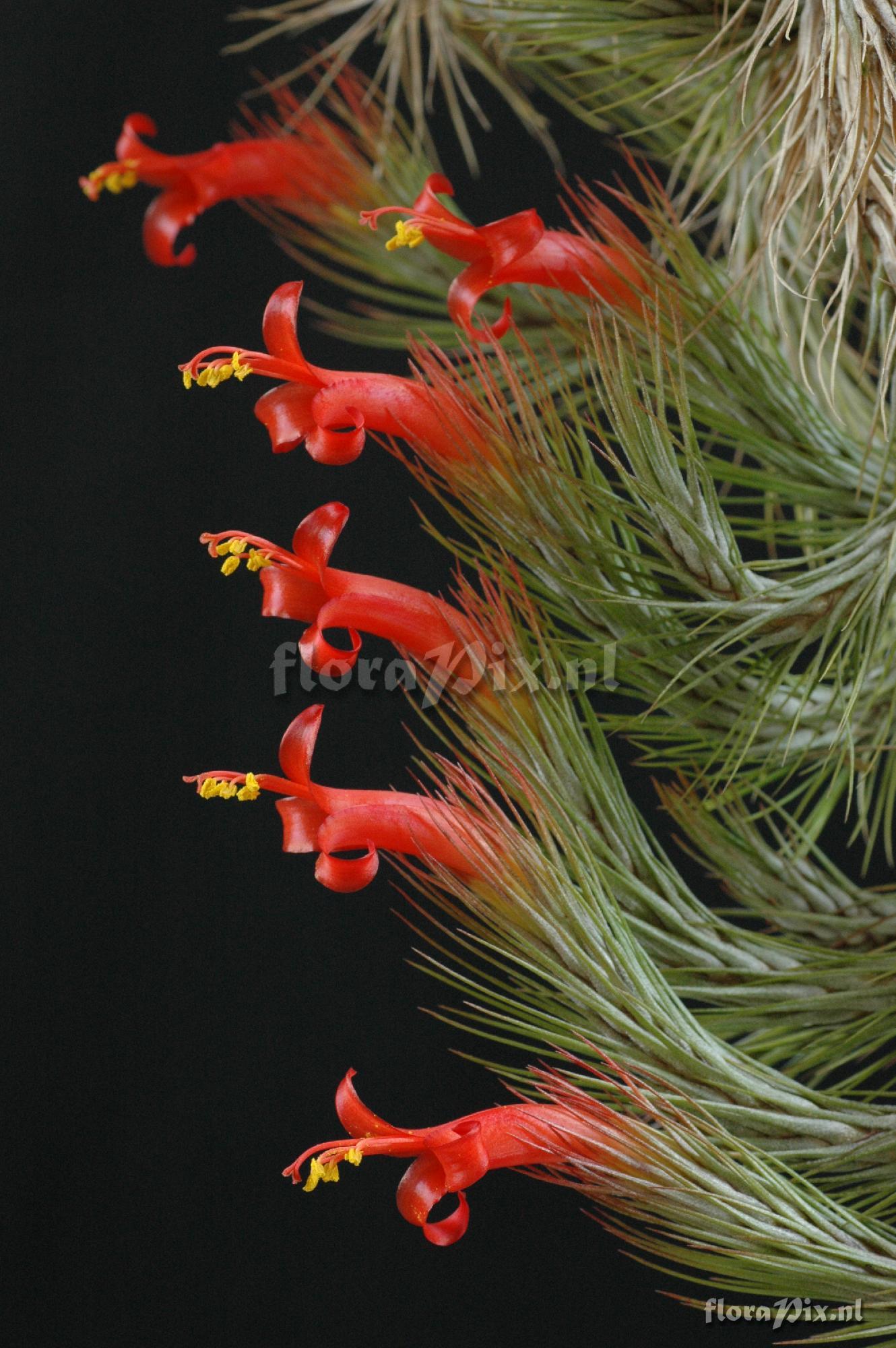 Tillandsia funckiana