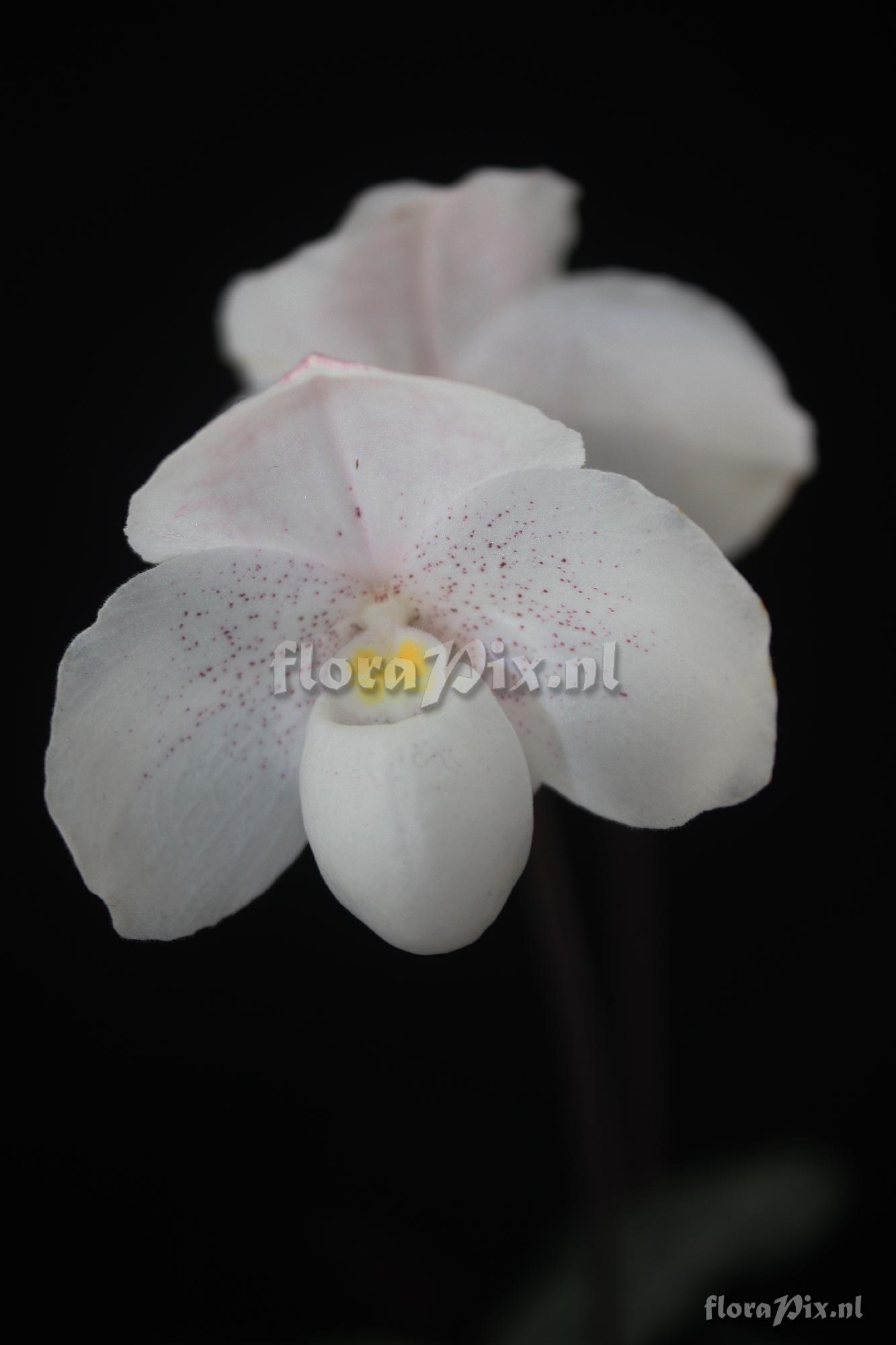 Paphiopedilum niveum [Rchb.f] Stein 1897