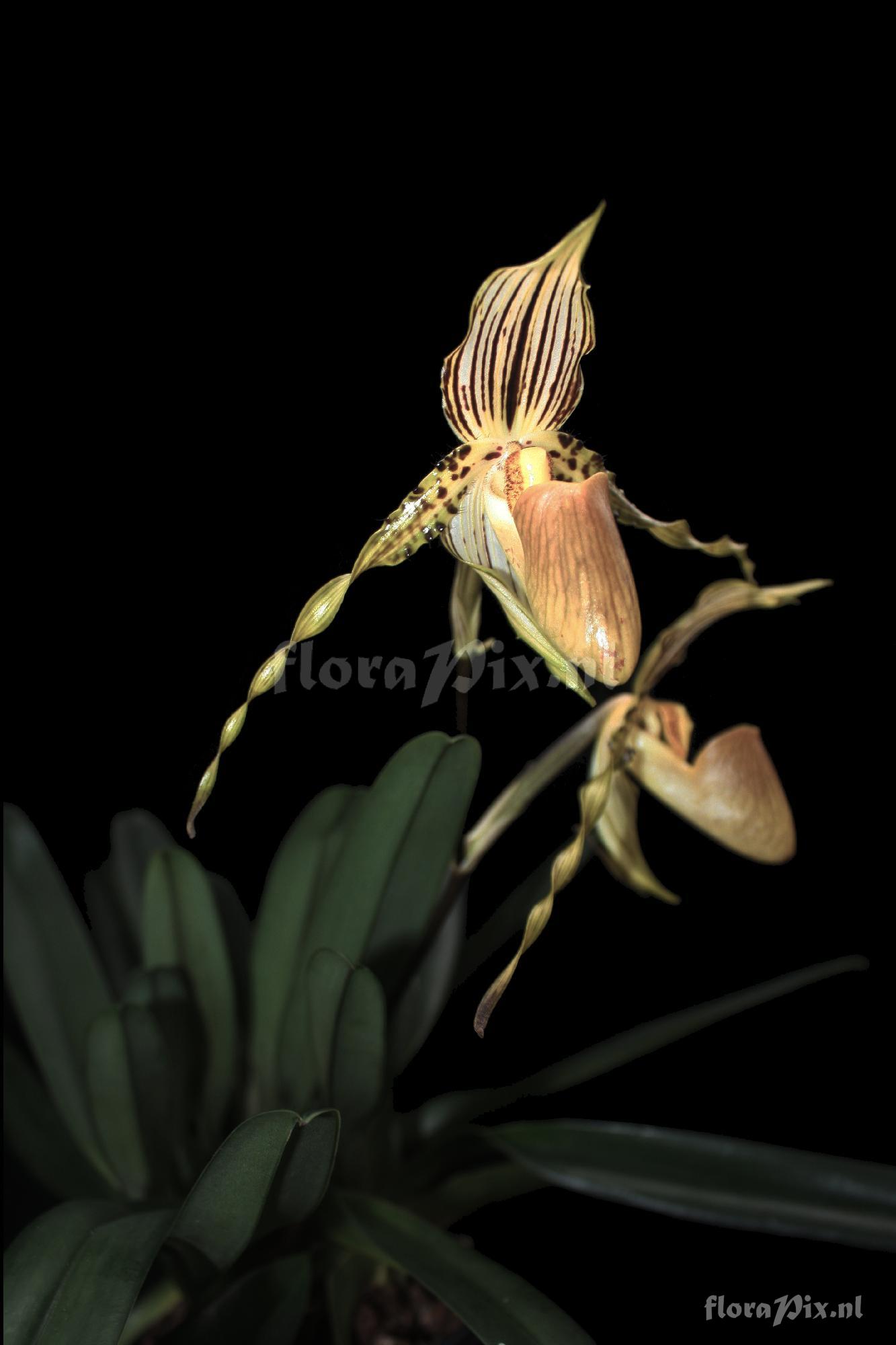 Paphiopedilum praestans [Rchb.f] Pfitz 1894