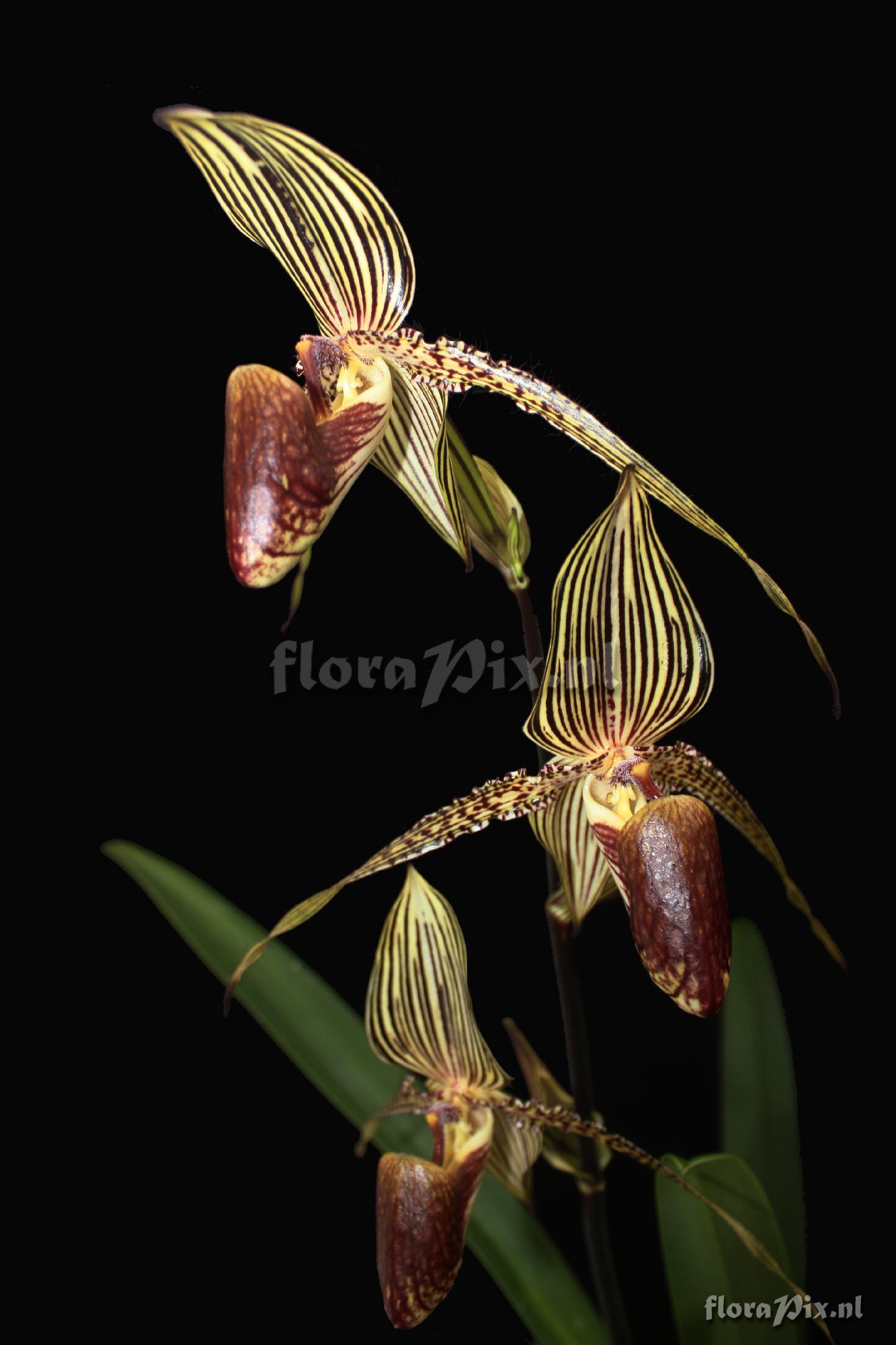 Paphiopedilum rothschildianum (Rchb. f.) Pfitzer 