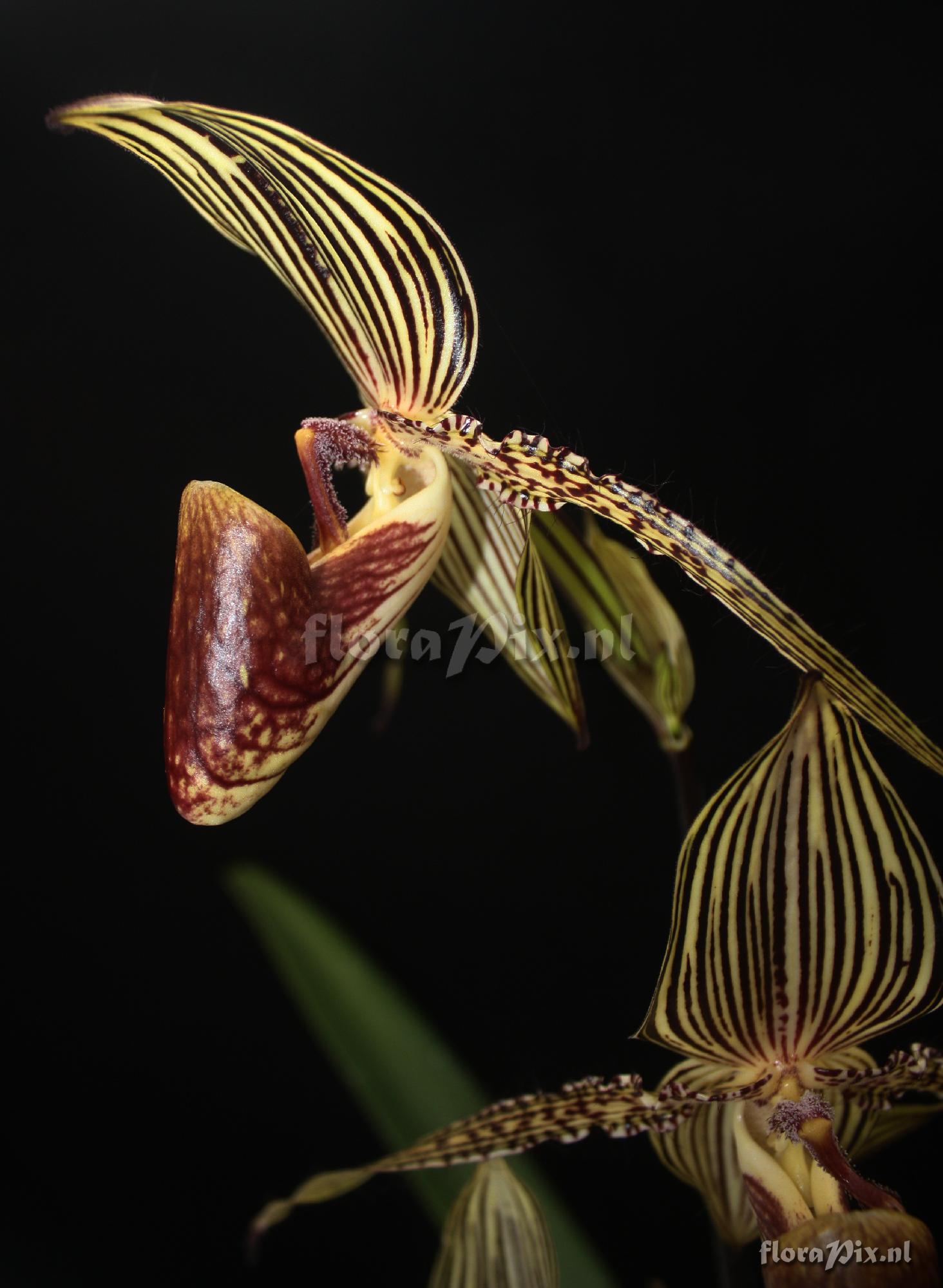 Paphiopedilum rothschildianum (Rchb. f.) Pfitzer 