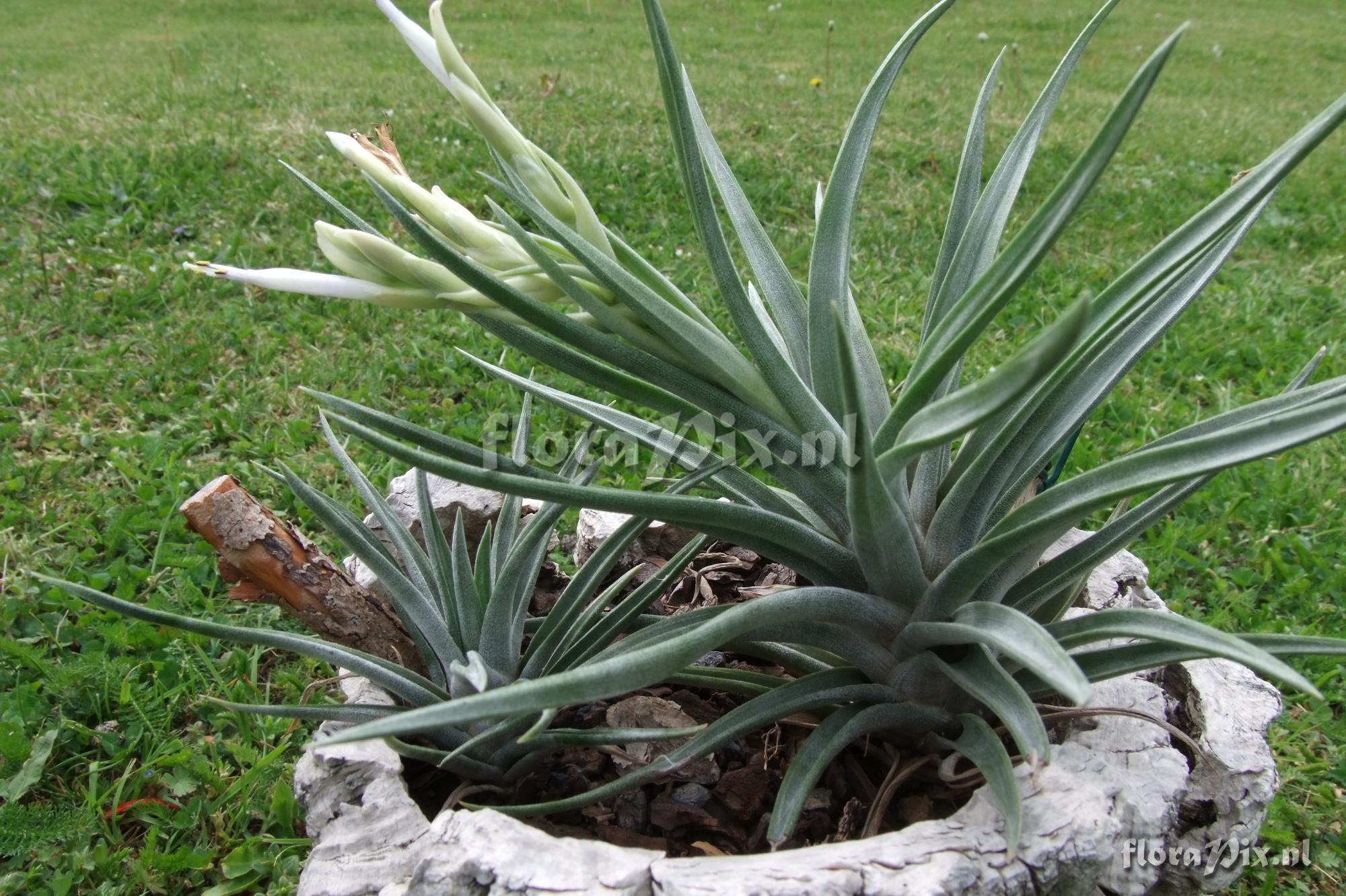 Tillandsia santosiae