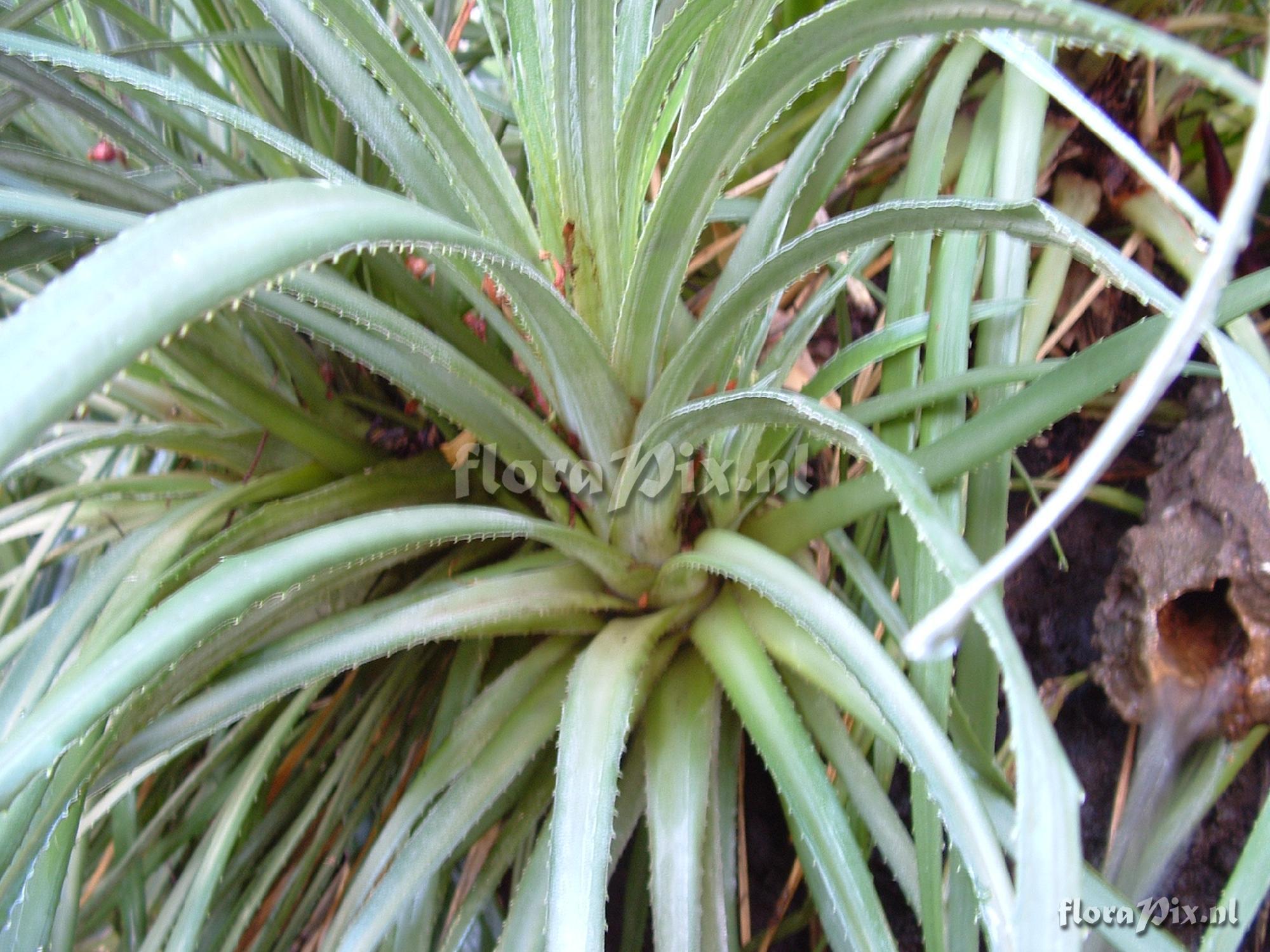 Fascicularia bicolor ? 