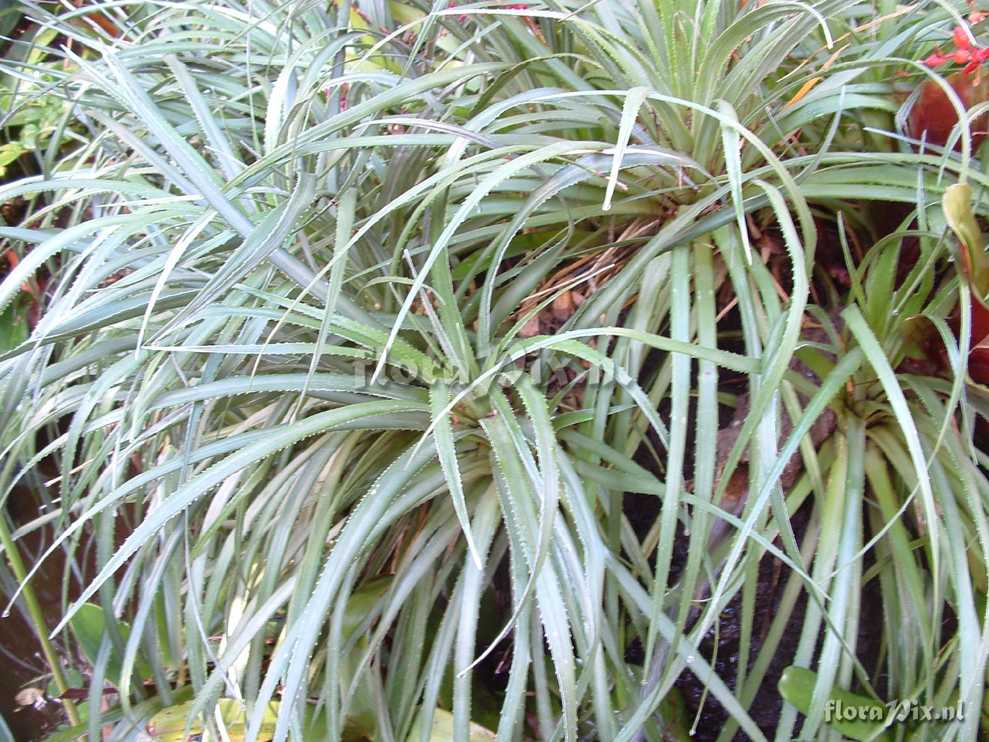 Fascicularia bicolor ? 