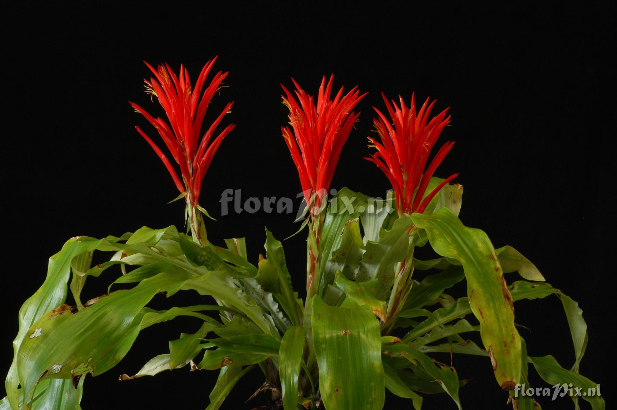 Pitcairnia vandersteenii