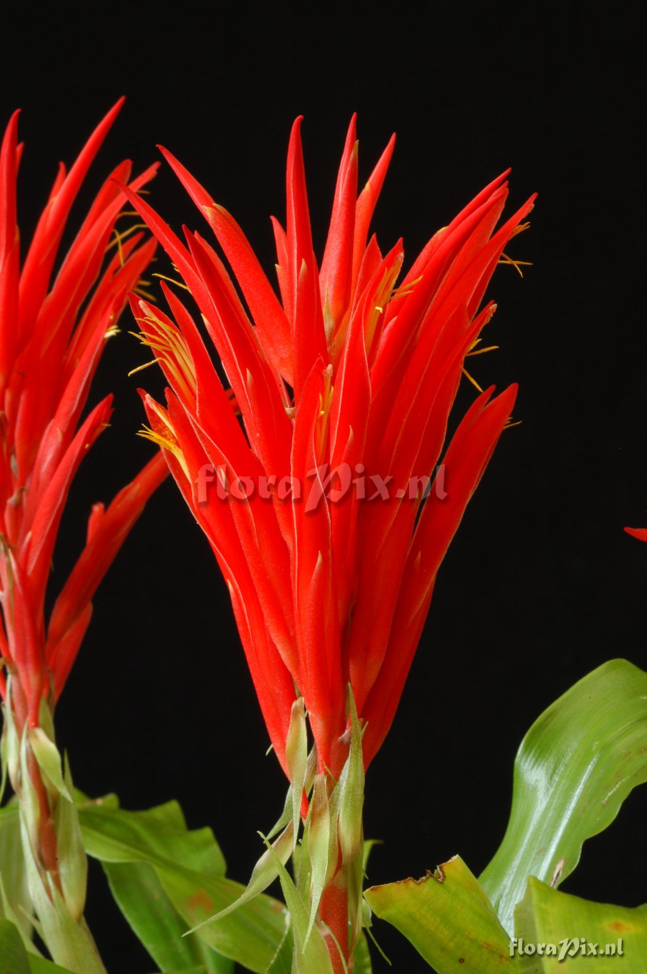 Pitcairnia vandersteenii