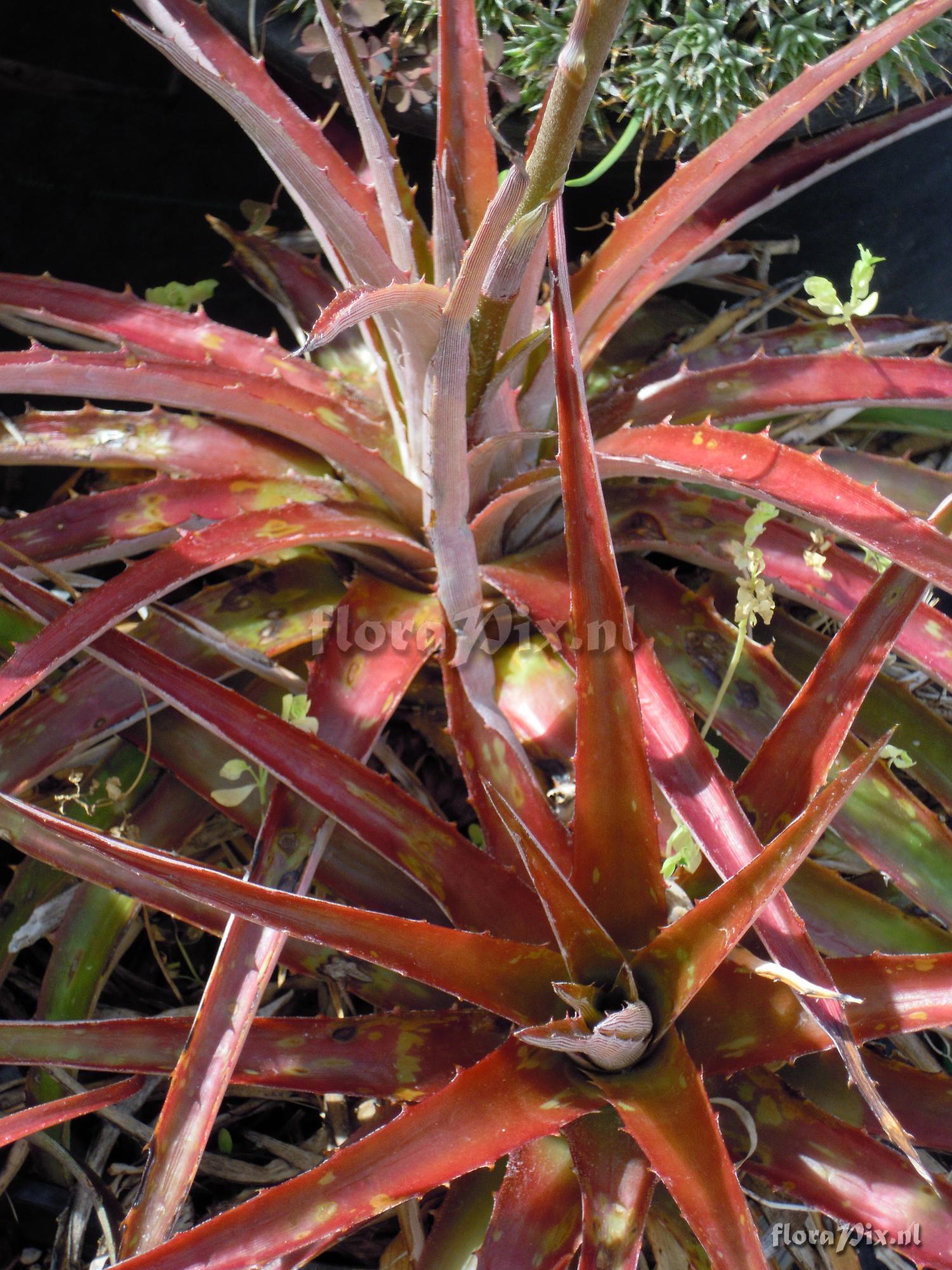 Dyckia ?