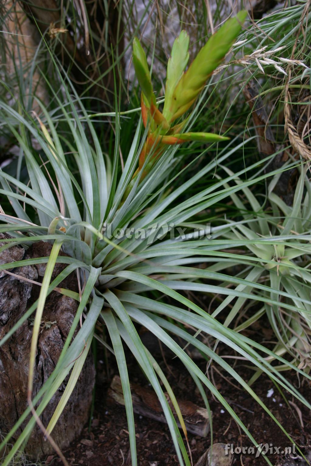 Tillandsia fasciculata