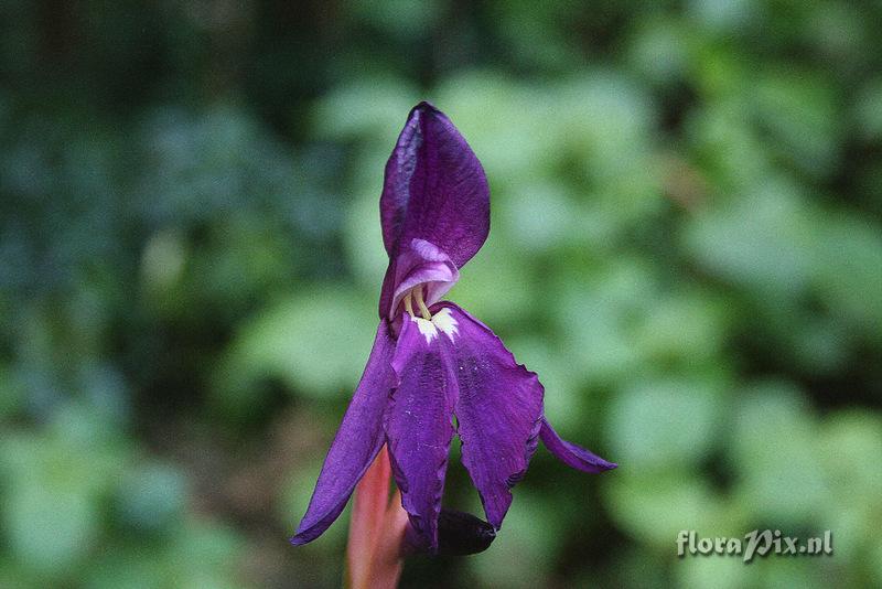 Roscoea cautleyoides forma sinopurpurea