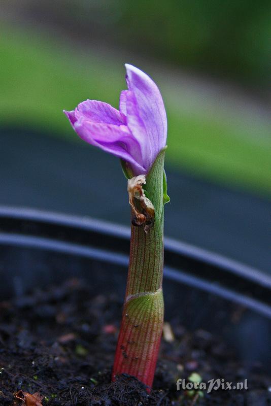 Roscoea kunmingensis var. kunmingensis