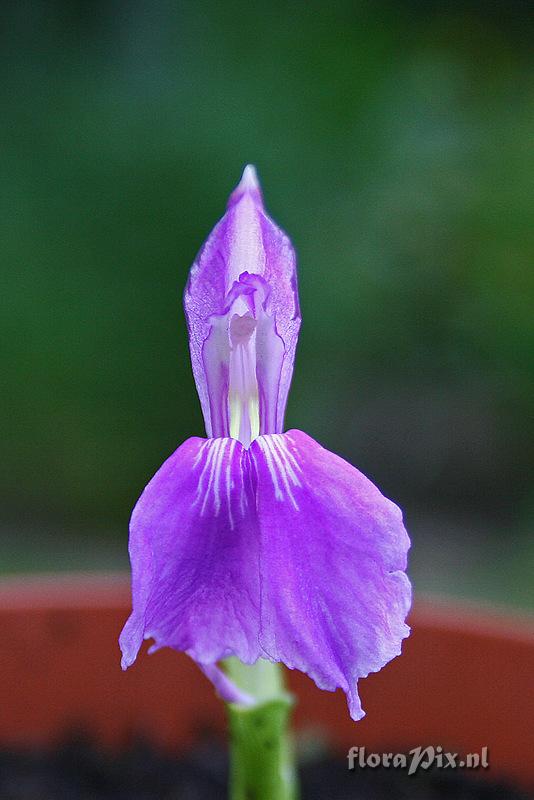 Roscoea praecox