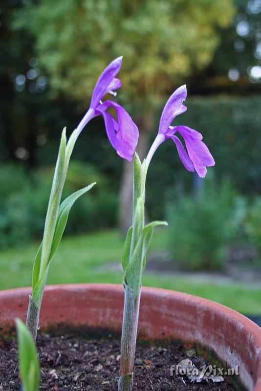 Roscoea praecox var. pubescens