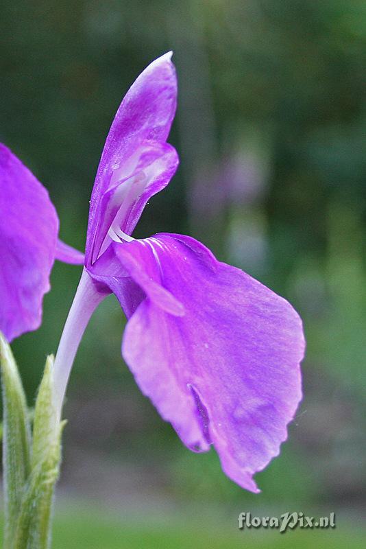 Roscoea praecox var. pubescens