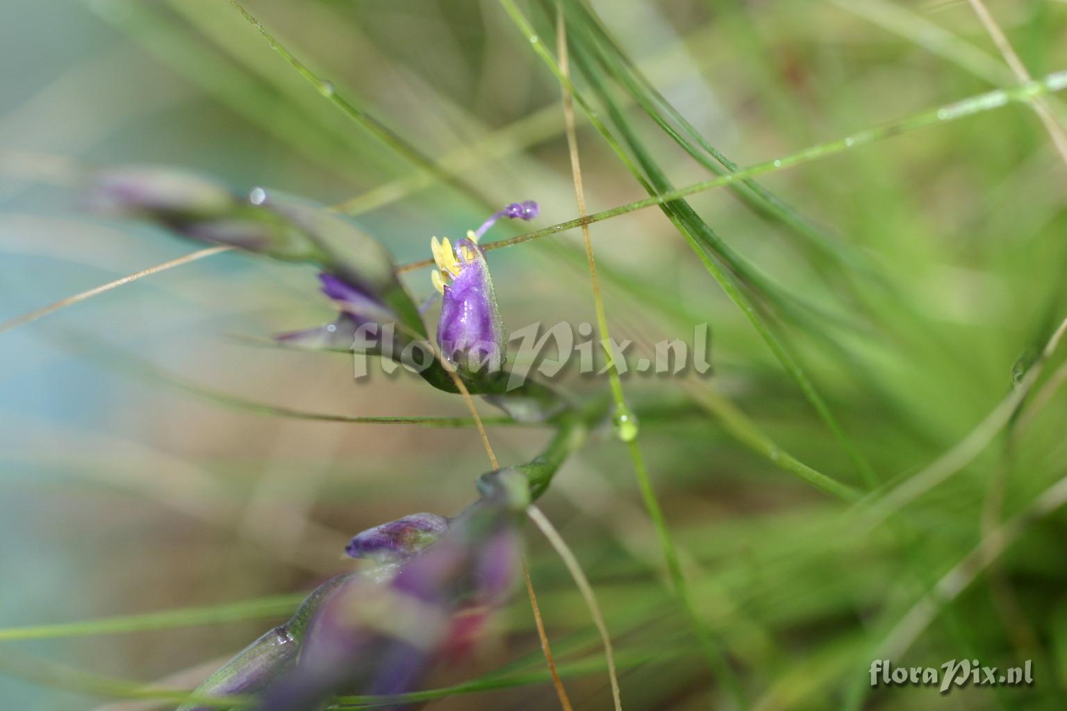 Tillandsia filifolia