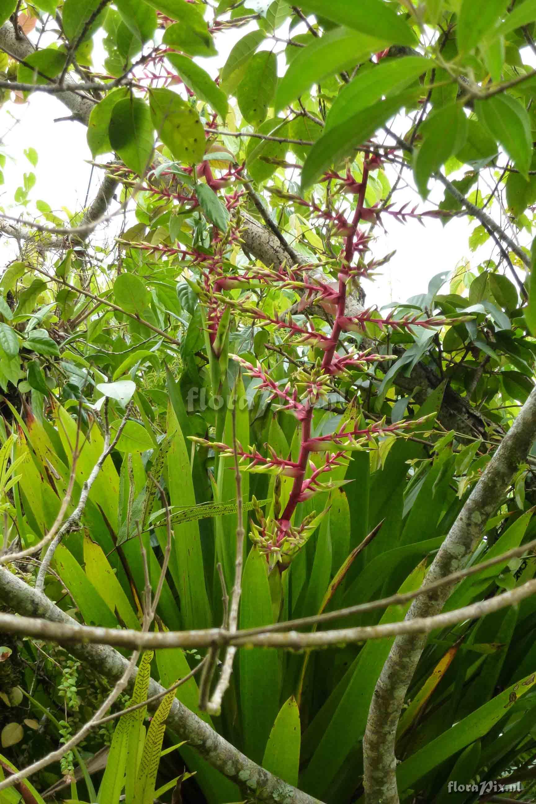 Guzmania betancurii