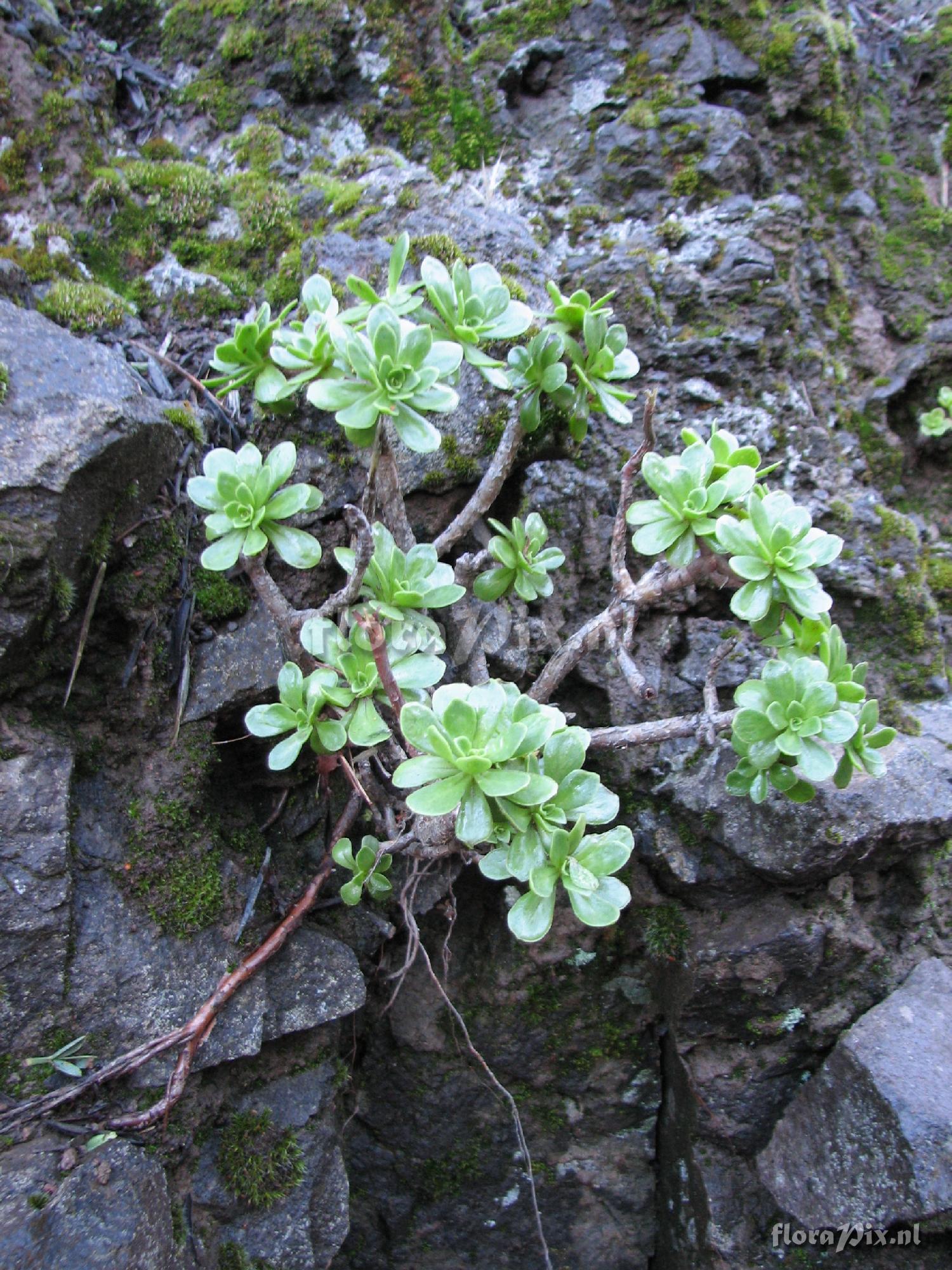 Aeonium spathulathum