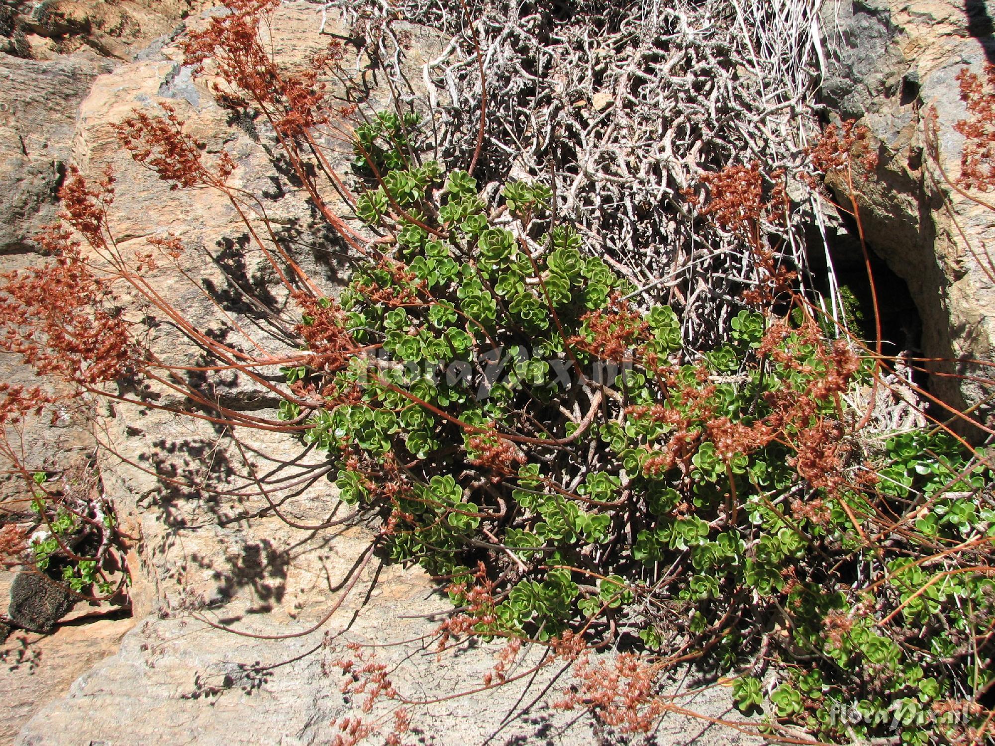 Aeonium spathulathum