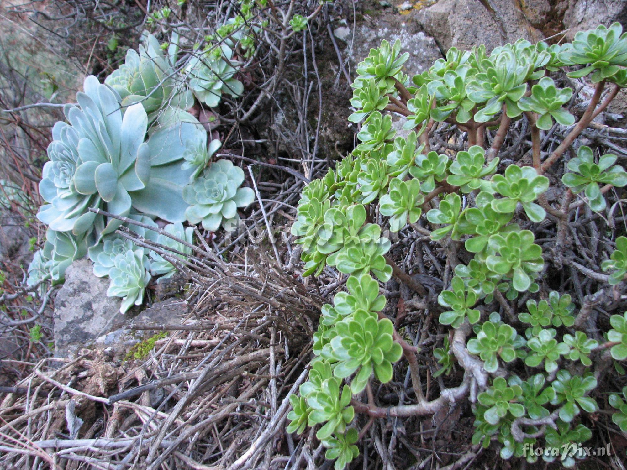 Aeonium spathulathum