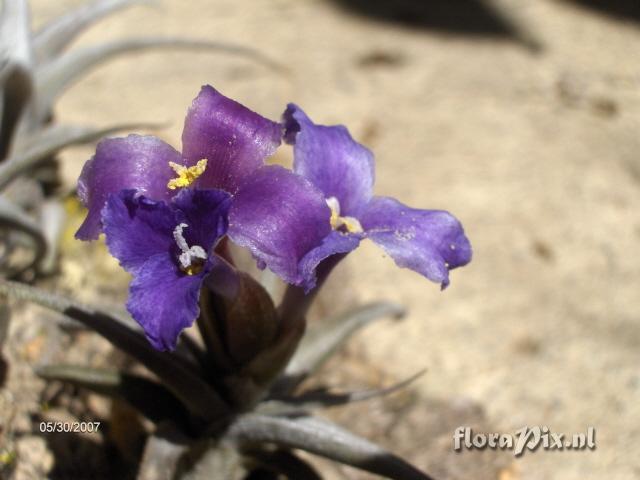 Tillandsia friesii