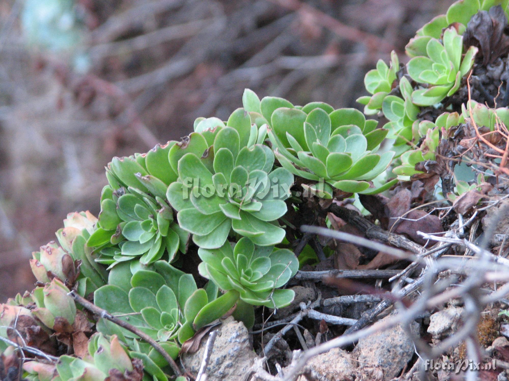 Aeonium spathulathum