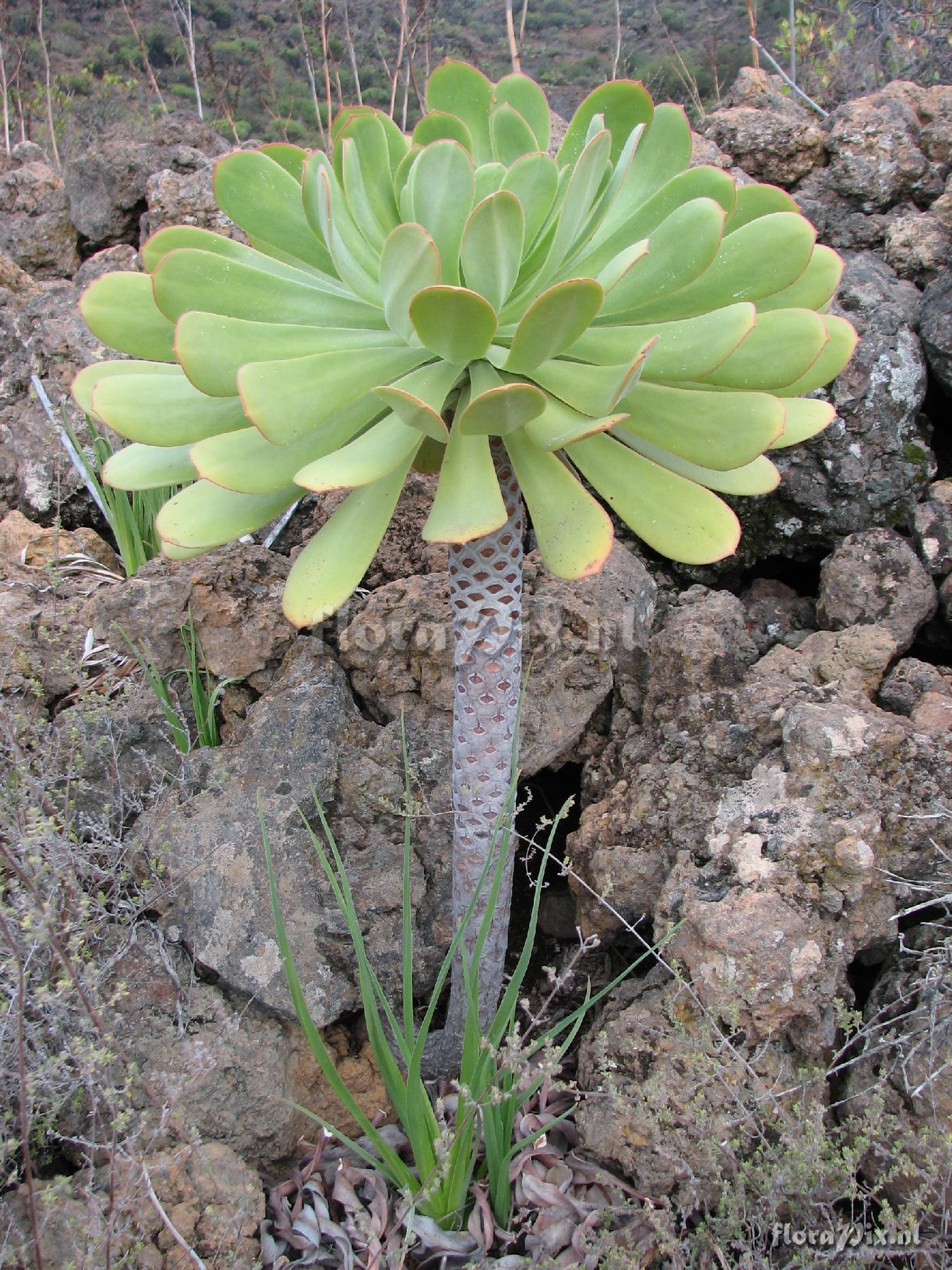 Aeonium urbicum