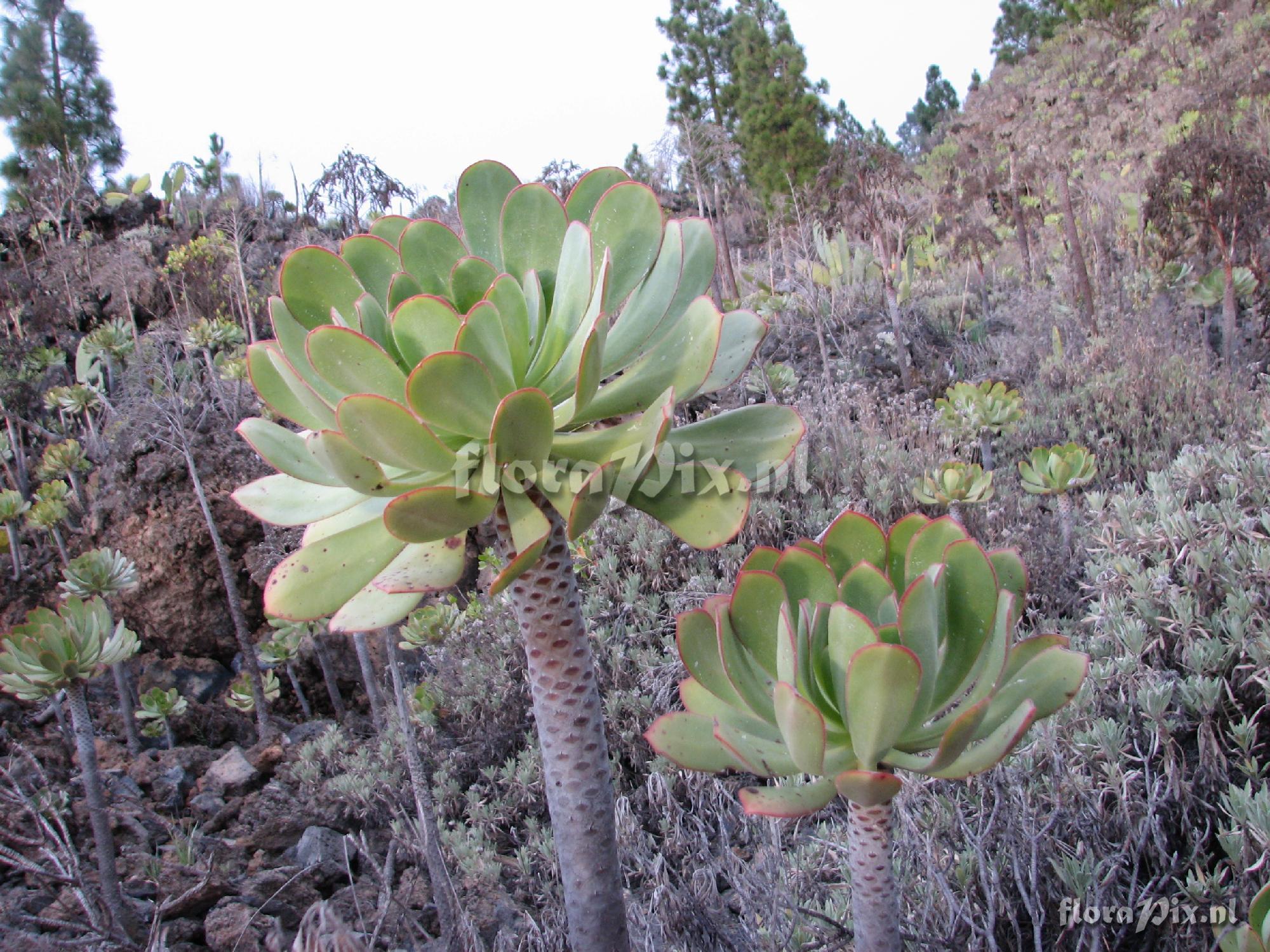 Aeonium urbicum