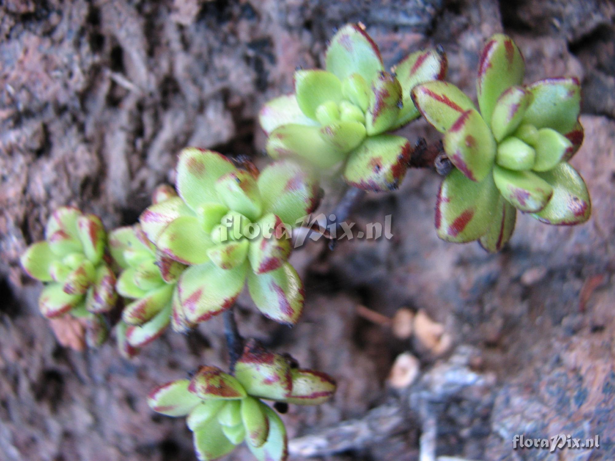 Aeonium sedifolium